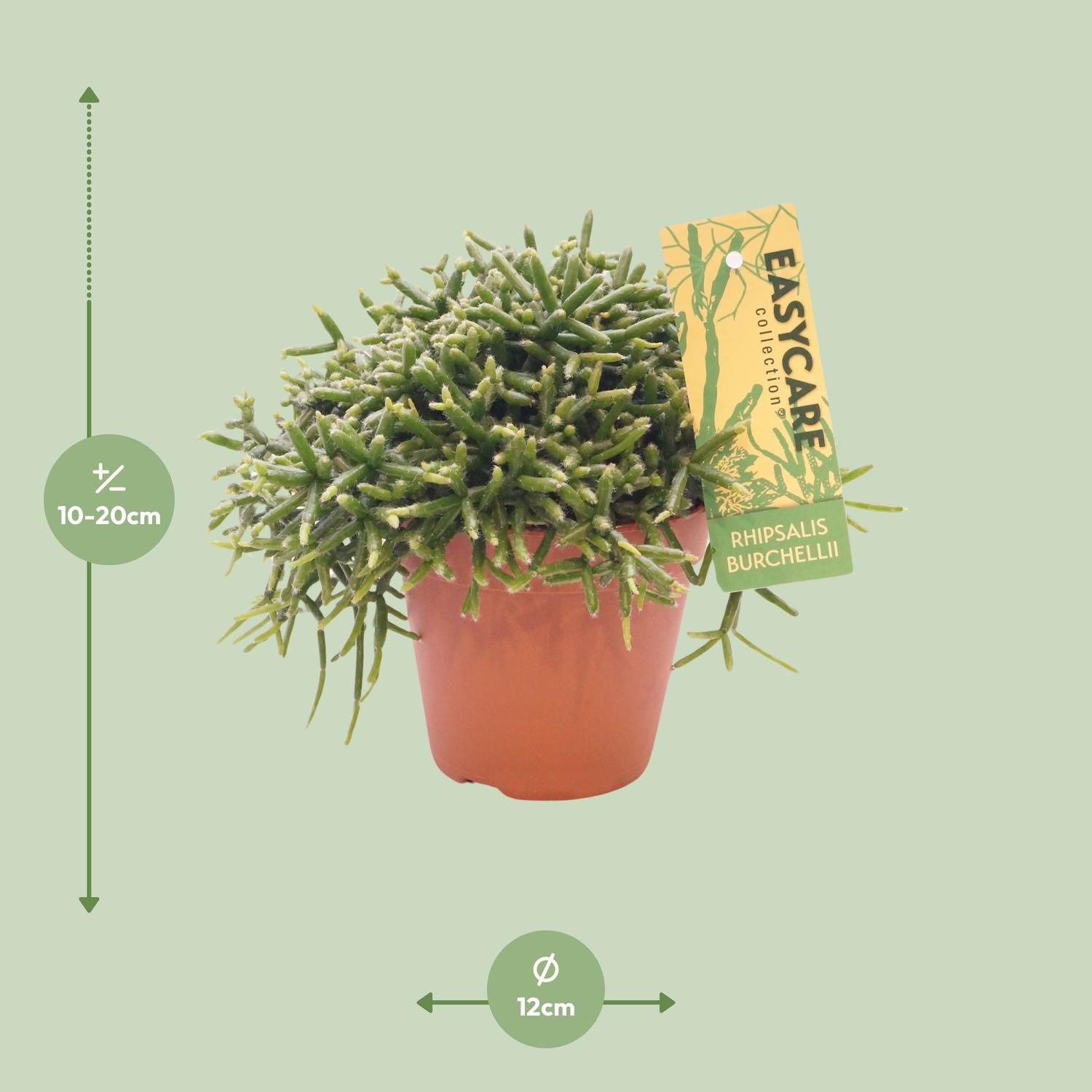 Rhipsalis Burchellii – eleganter Mistelkaktus für Innenräume
