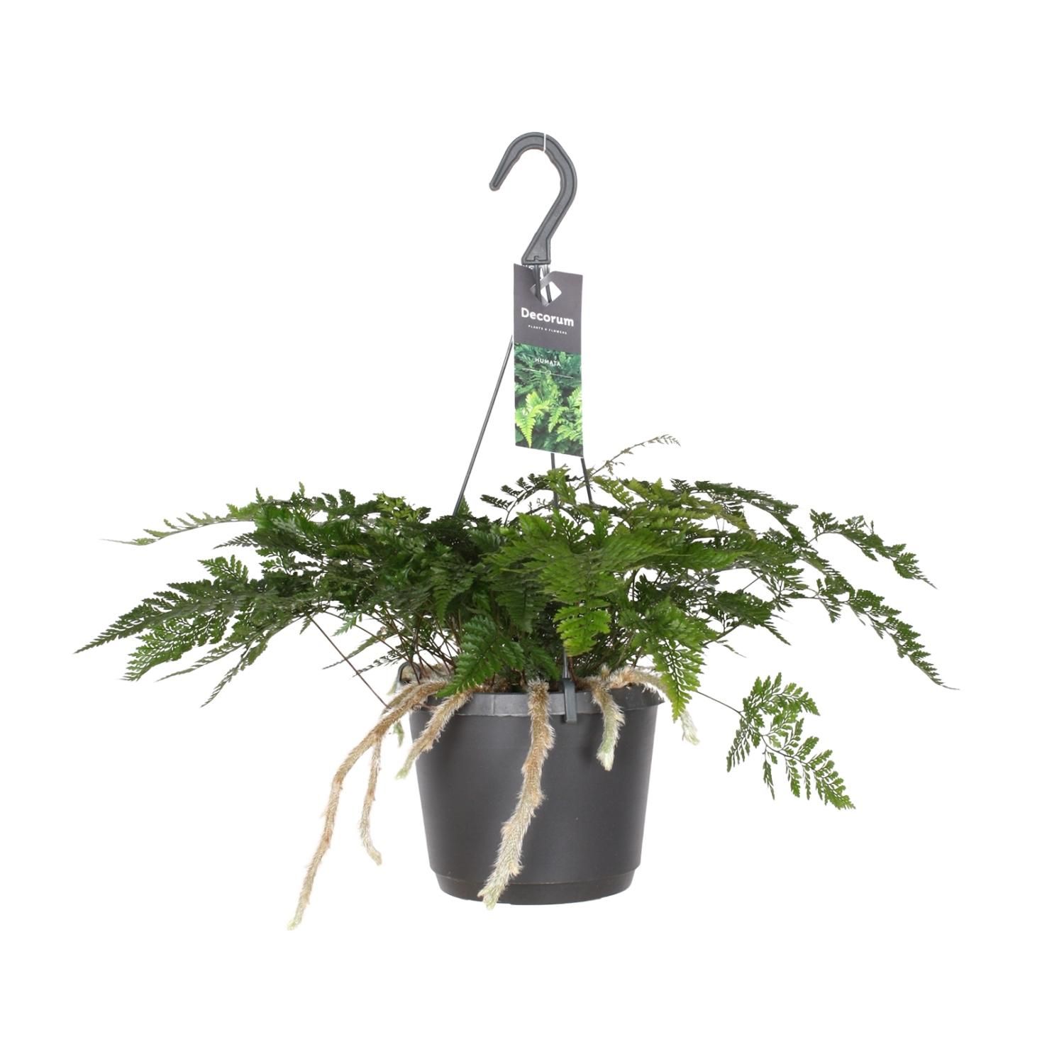Humata Tyermannii | Ø 17cm | ↕ 20cm | Pflegeleicht