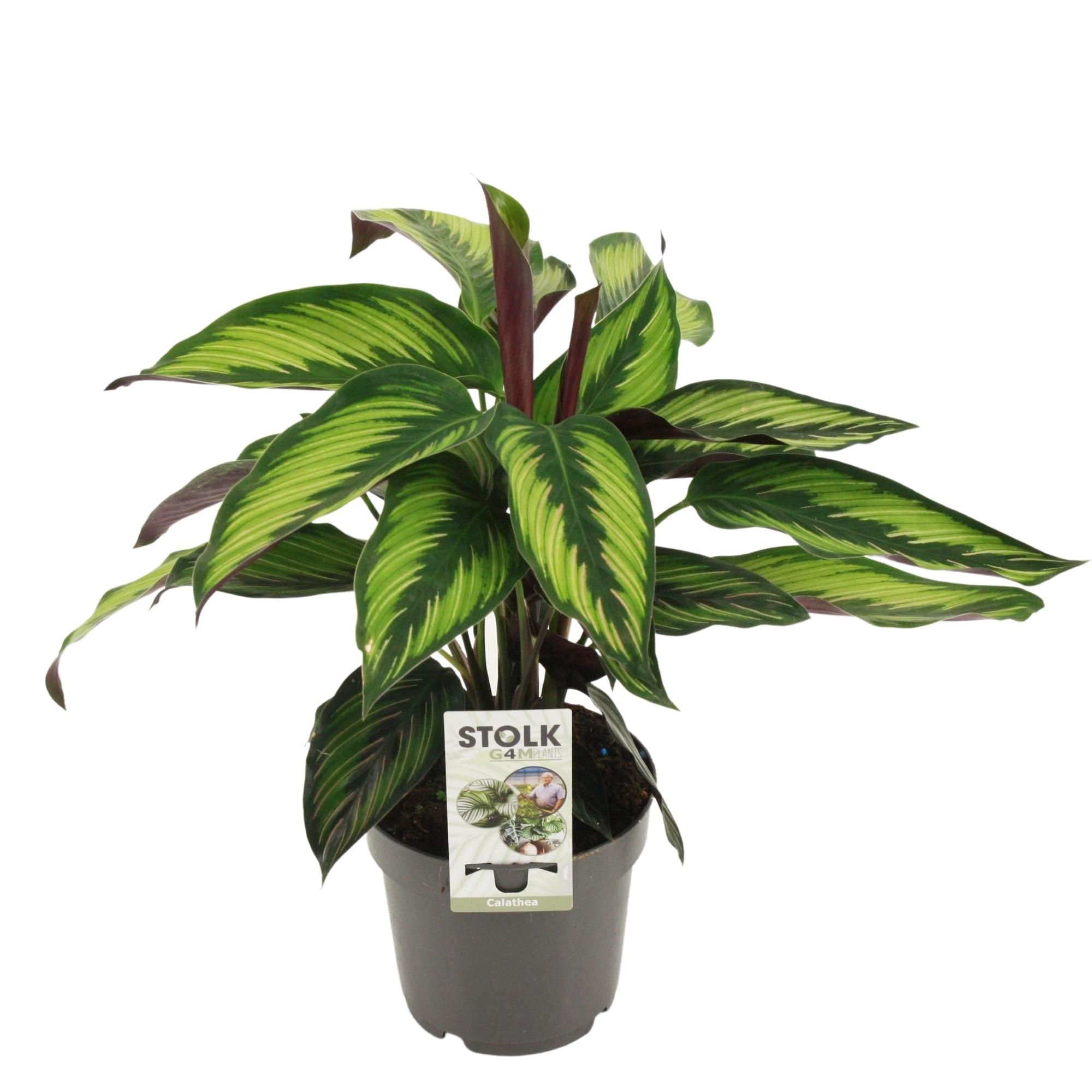 Calathea Majestica Princeps Zimmerpflanze