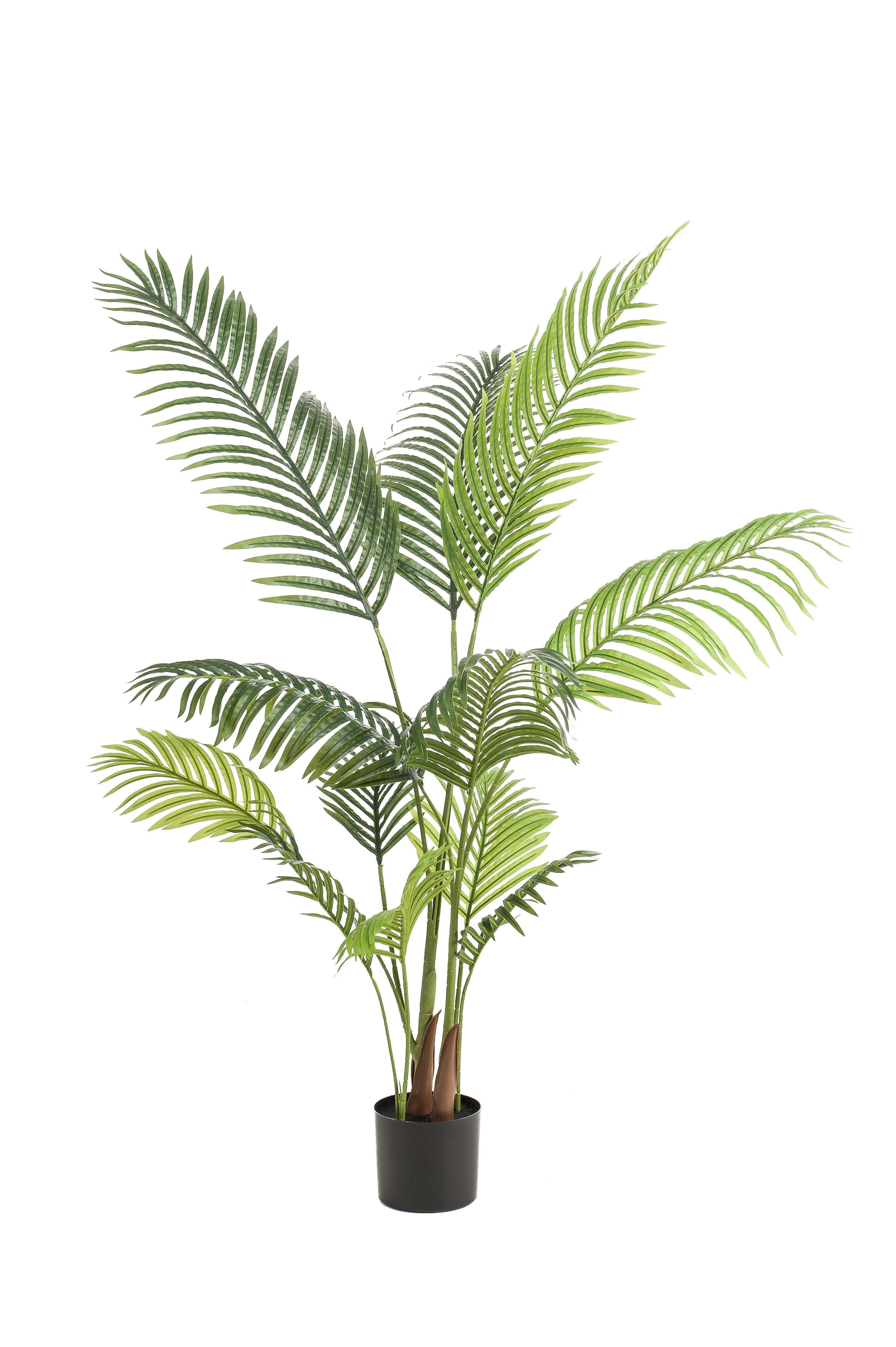 Künstliche Paradiespalme Howea Forsteriana