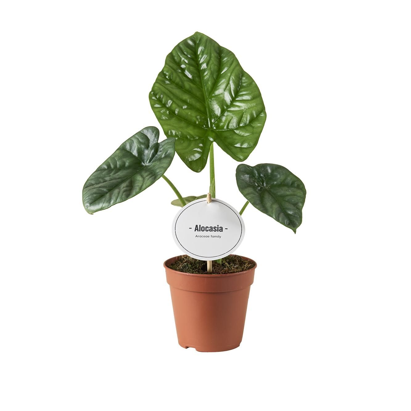 Alocasia Lukiwan - Ø12cm Topf - ↕20cm Höhe
