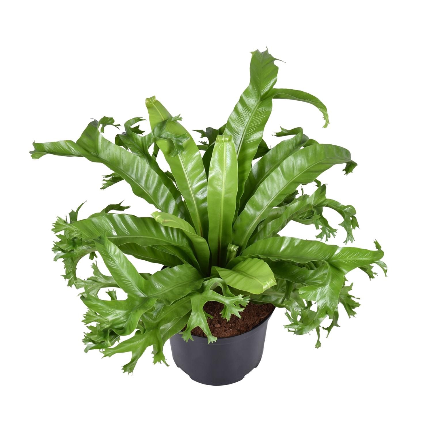 Asplenium nidus Crissie Zimmerfarn
