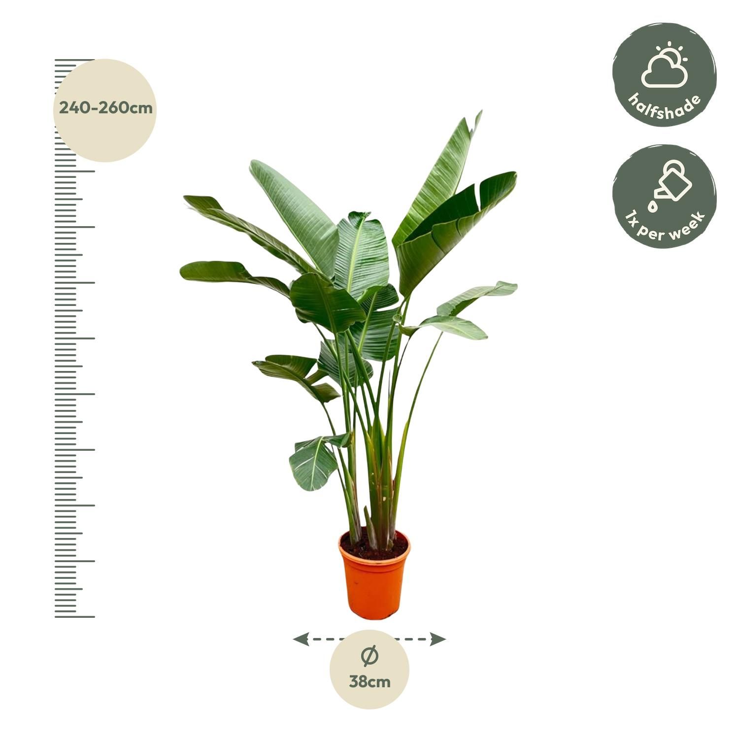 Weiße Paradiesvogelblume Strelitzia Augusta exklusiv