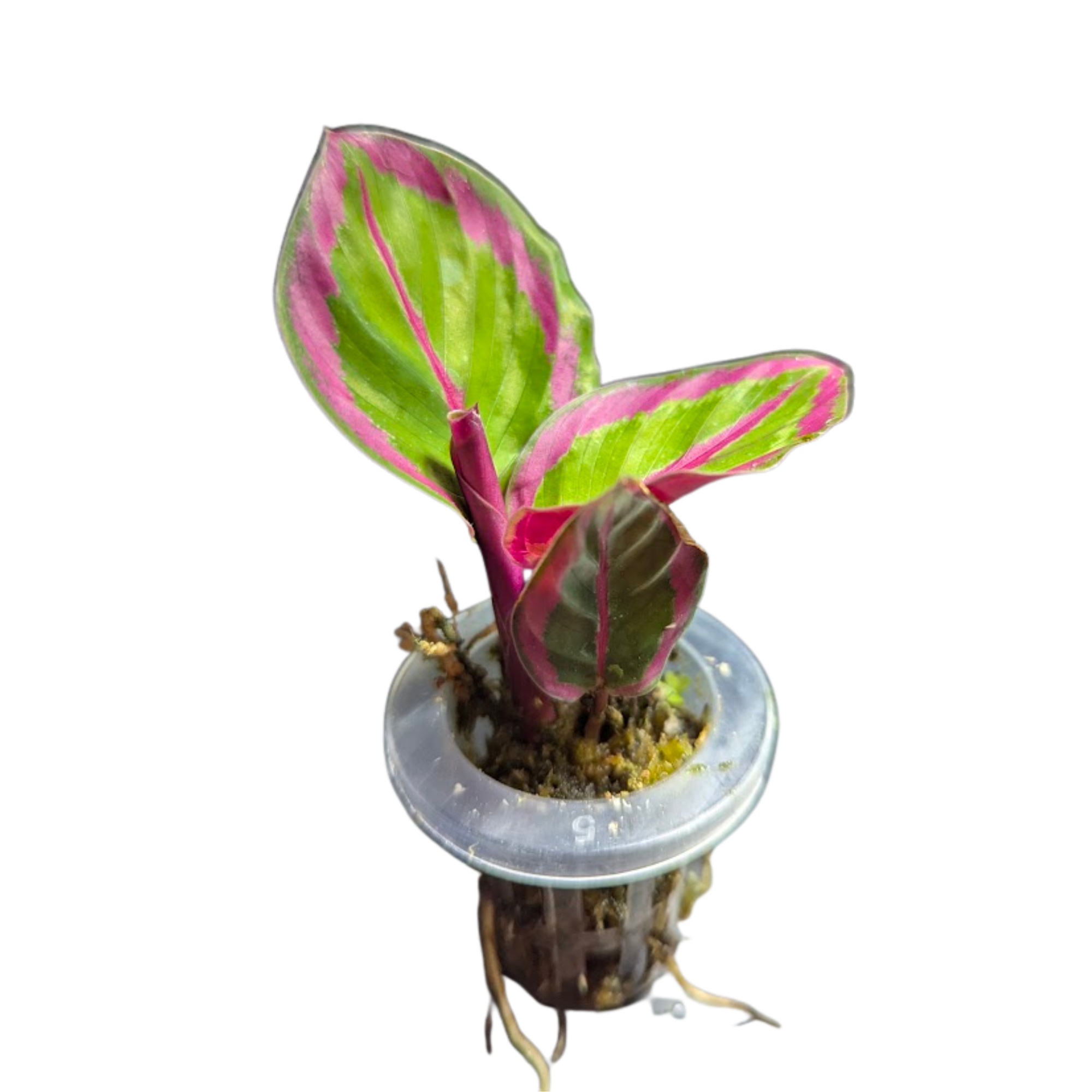 Baby Calathea roseopicta Princess Jessie + selbstbewässernder Übertopf