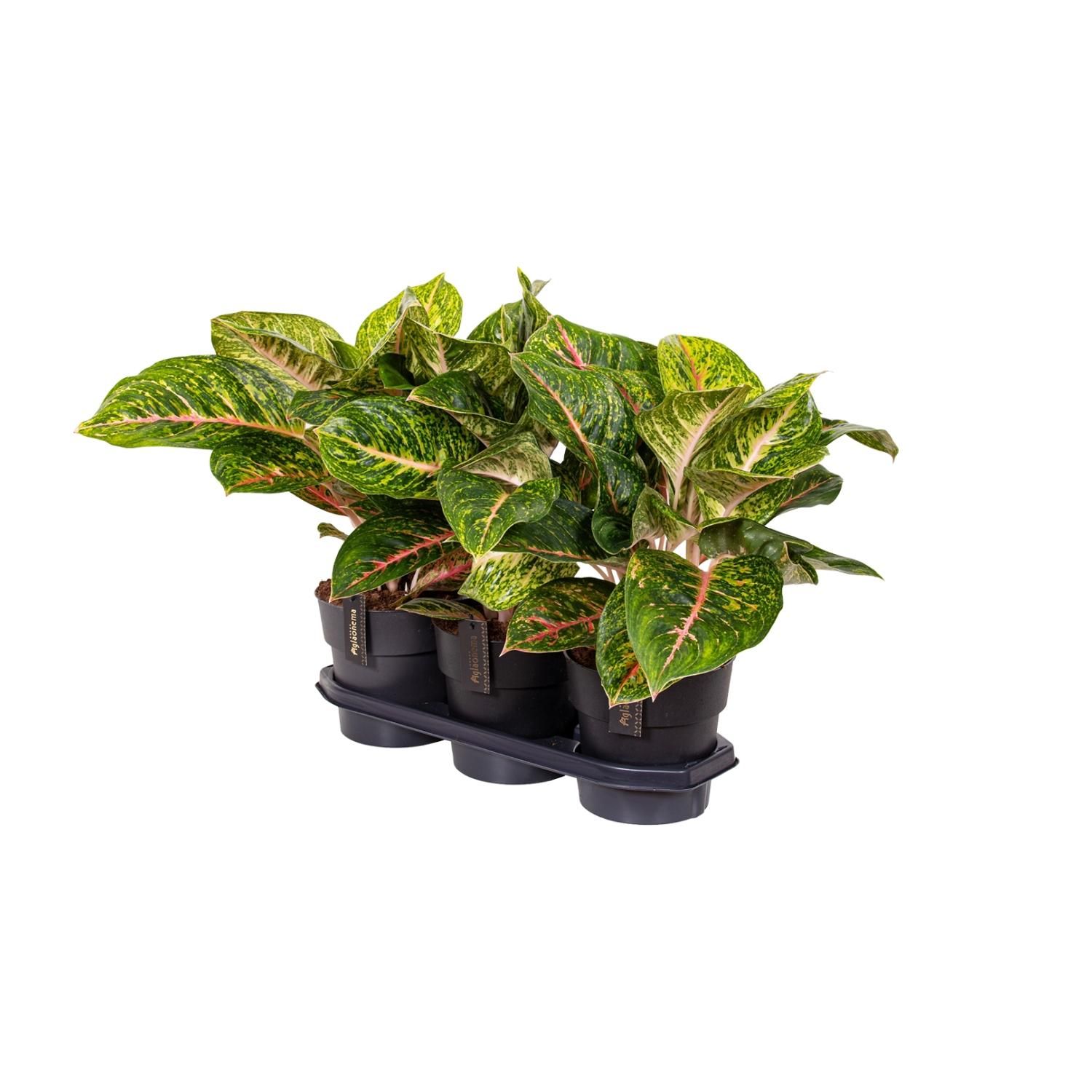 Aglaonema Spring Red Zimmerpflanze