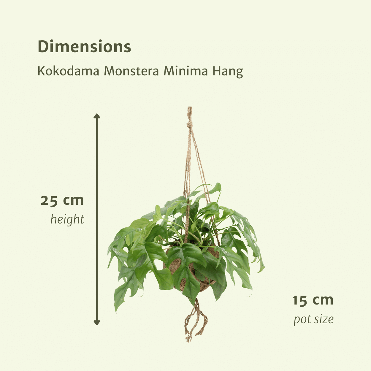 Monstera Minima Kokodama Hängetopf
