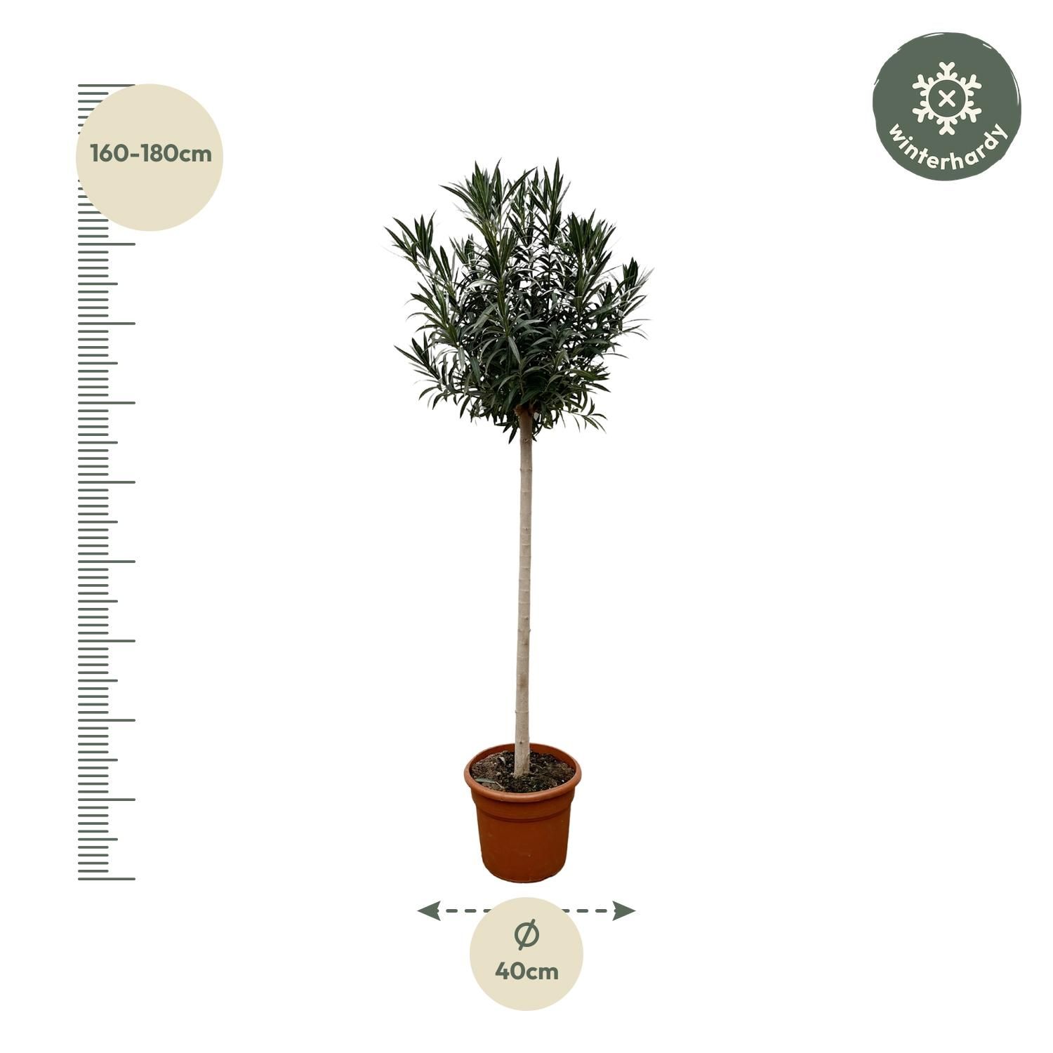 Nerium Oleander Stammpflanze mit weißen Blüten