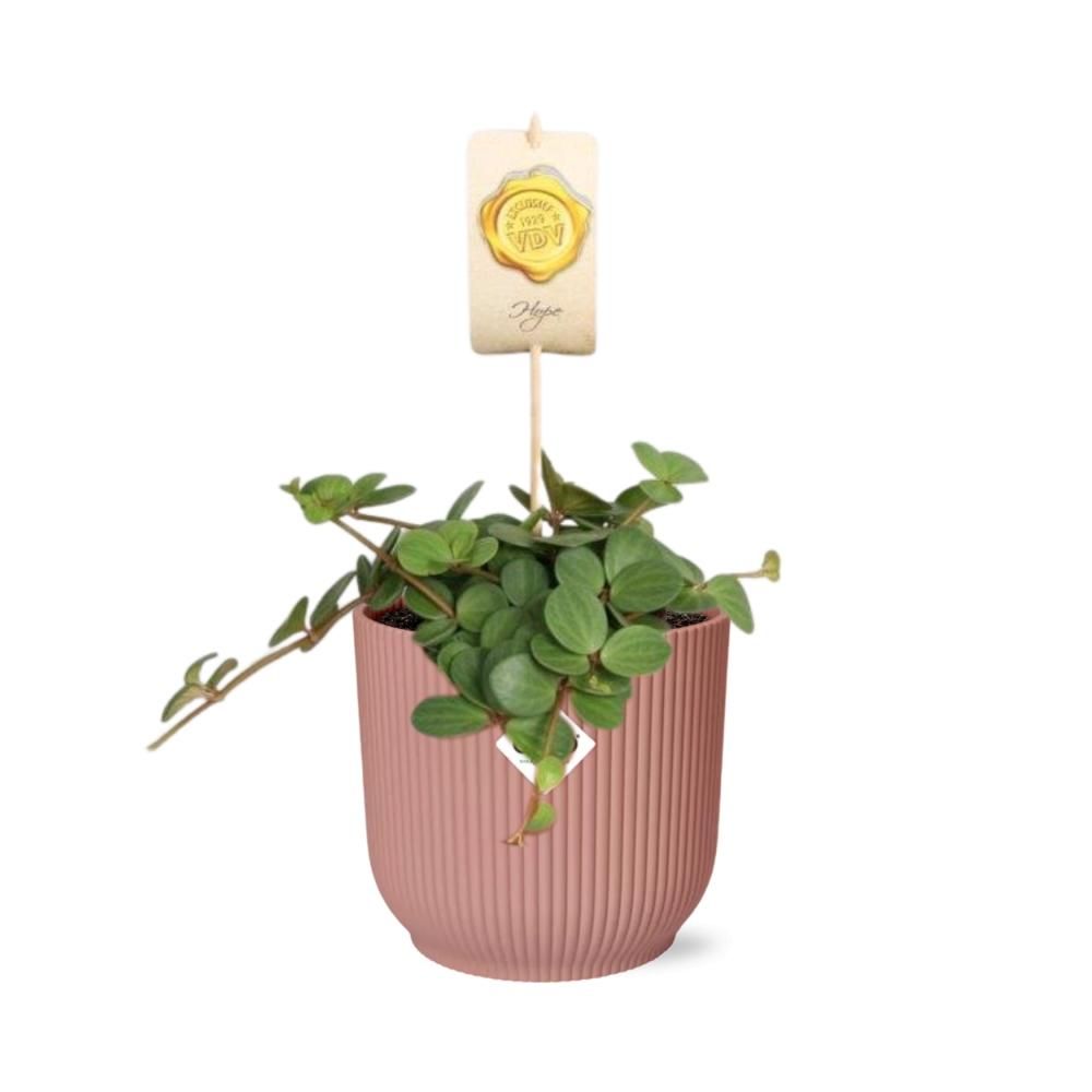 Peperomia Hope Zimmerpflanze im ELHO Vibes Fold Topf