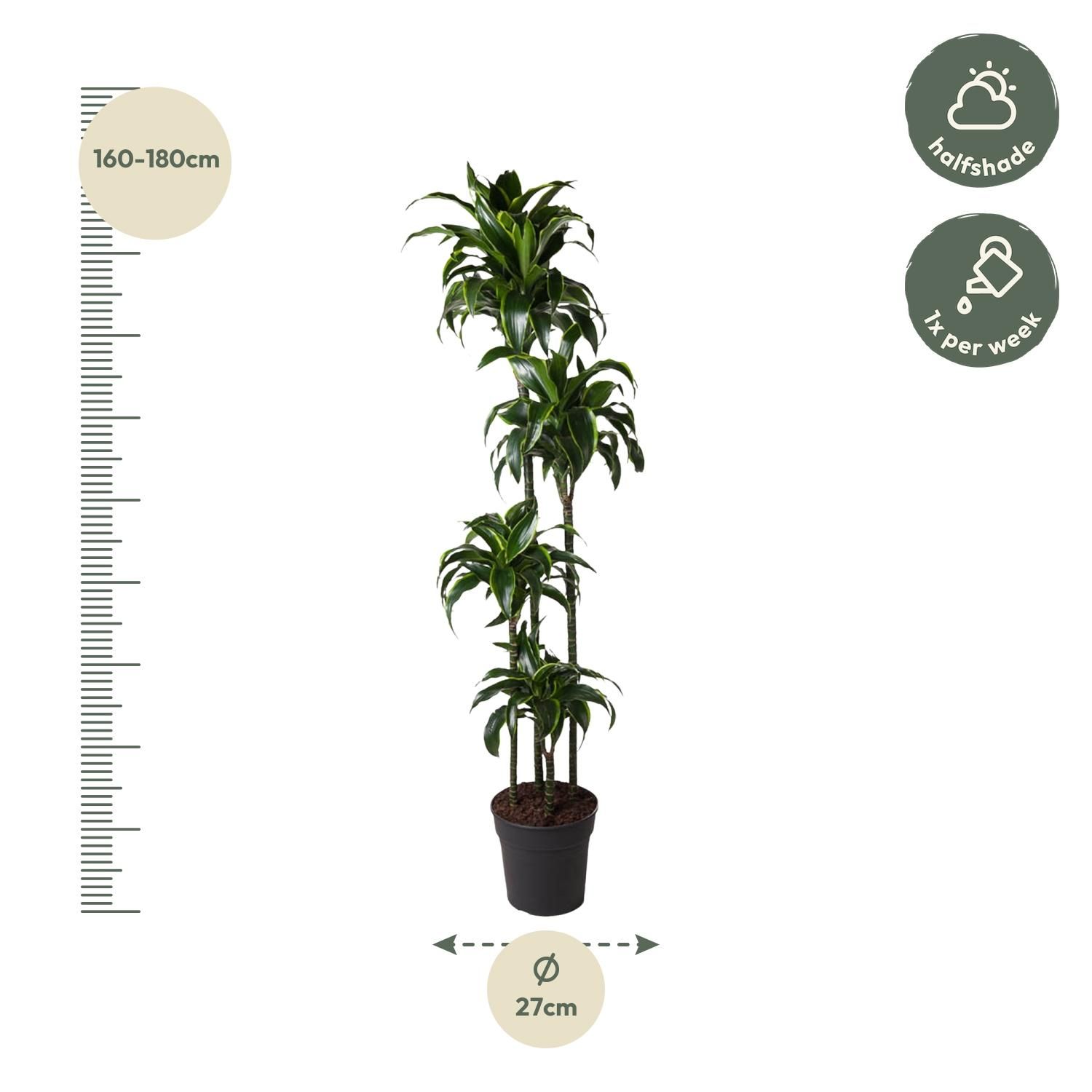 Dracaena Dorado - Luxuriöse Zimmerpflanze