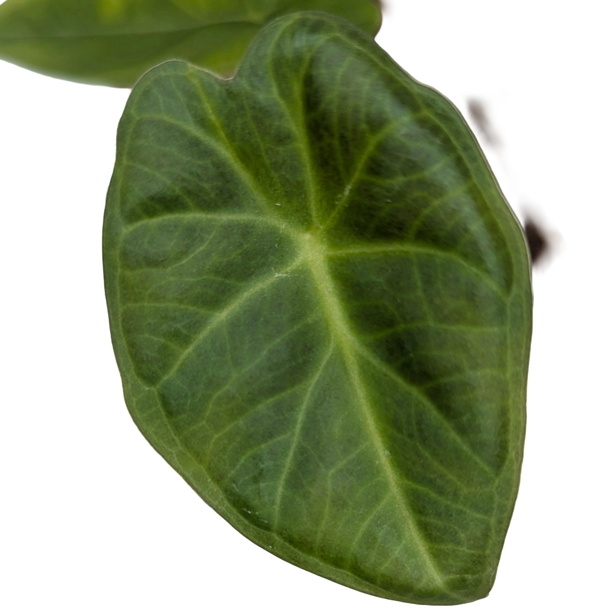 Alocasia Odora Regal Shields + selbstbewässernder Übertopf