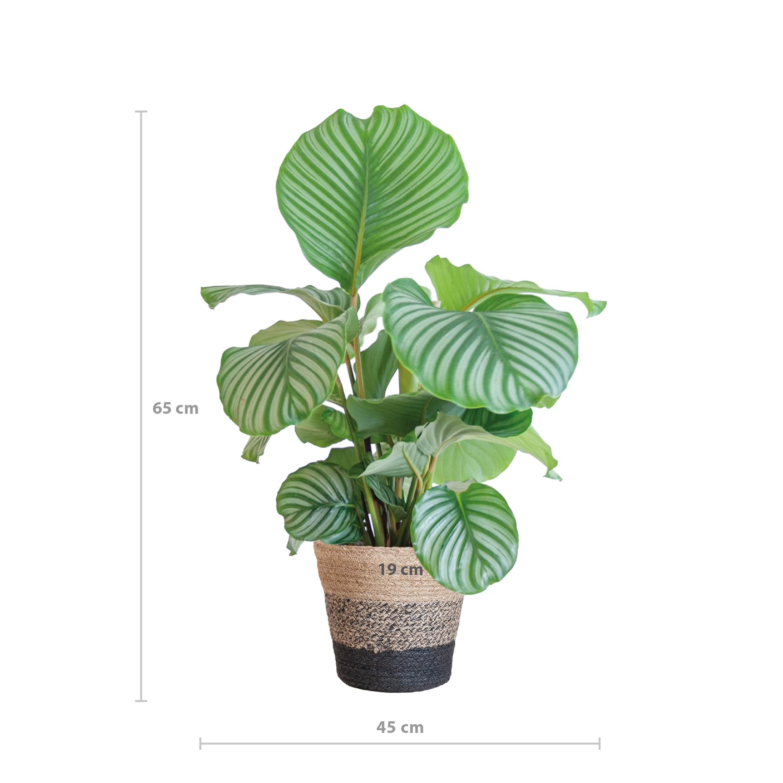 Calathea Orbifolia Zimmerpflanze mit Lissabon Korb