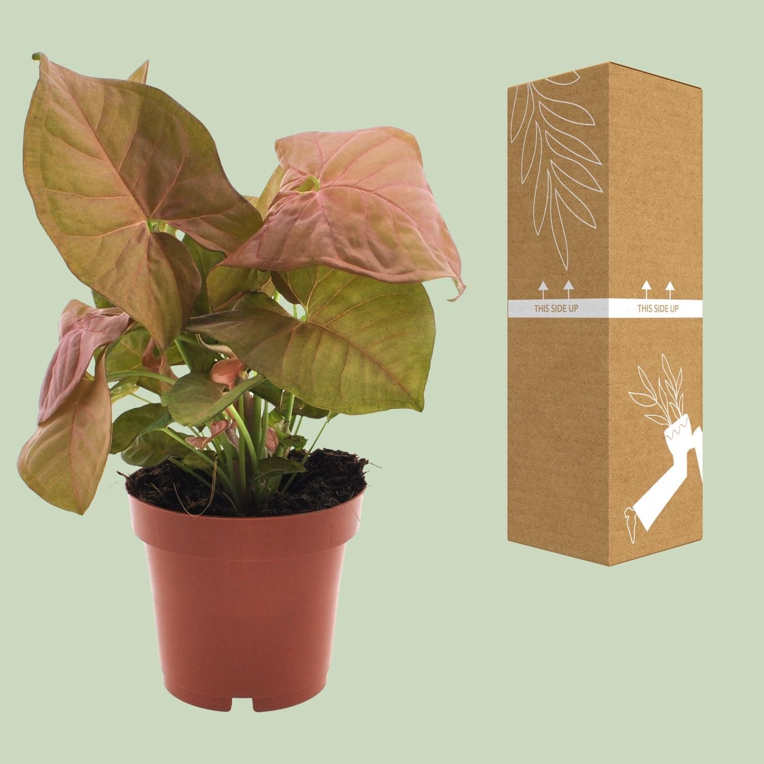 Syngonium Neon - Pfeilspitzenpflanze mit dekorativem Charakter
