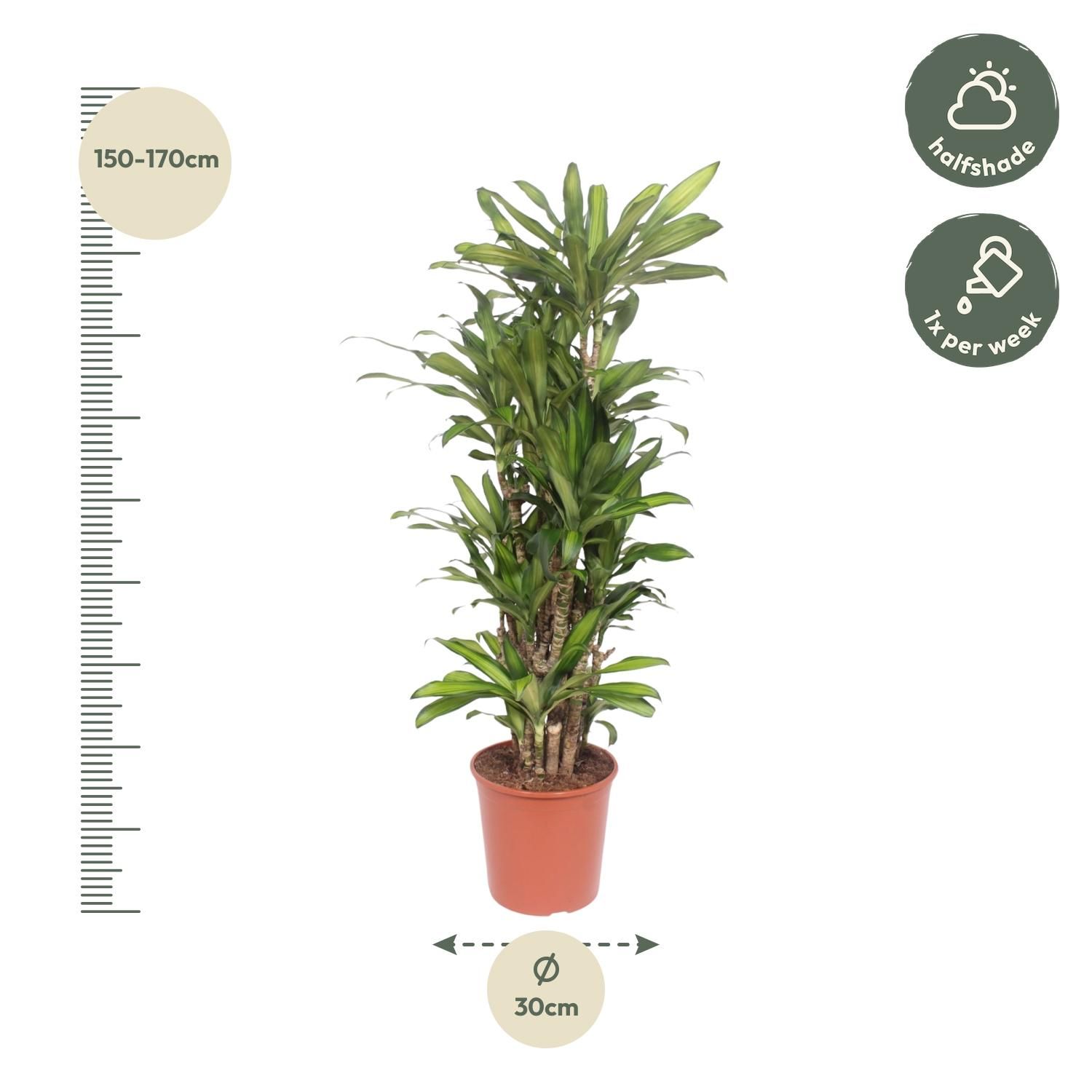 Dracaena Eve - Elegante Zimmerpflanze mit Spiralenblättern