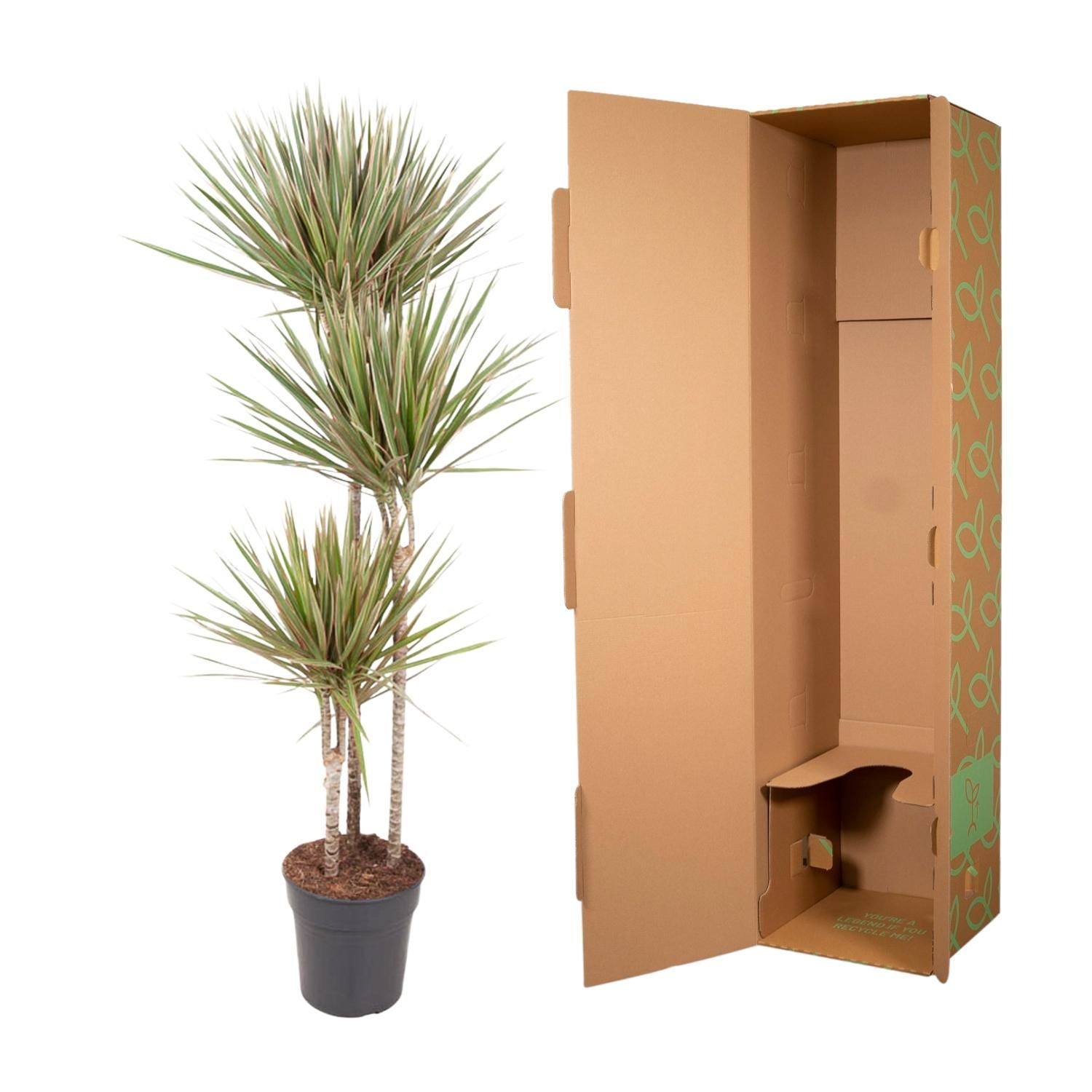 Dracaena Bicolor - Elegante Zimmerpflanze mit zweifarbigen Blättern