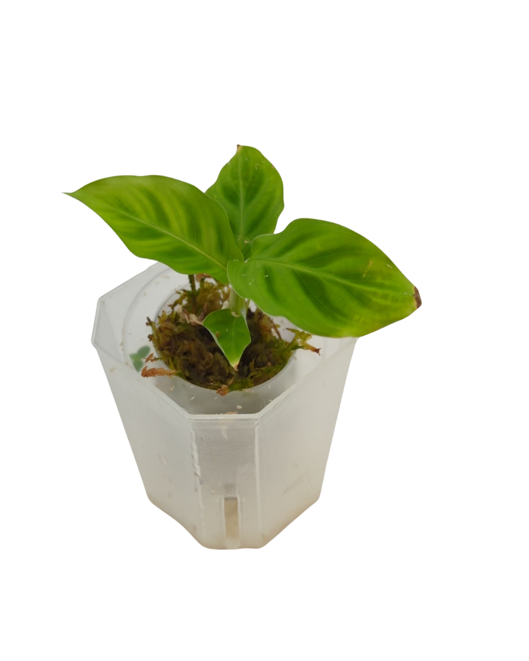 Calathea zebrina