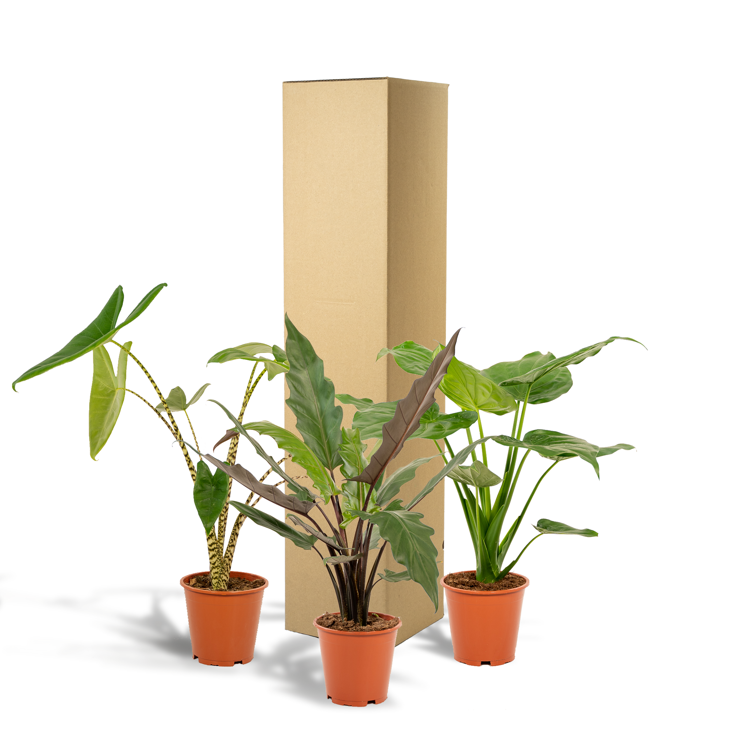 Alocasia Zebrina Zimmerpflanzen-Set