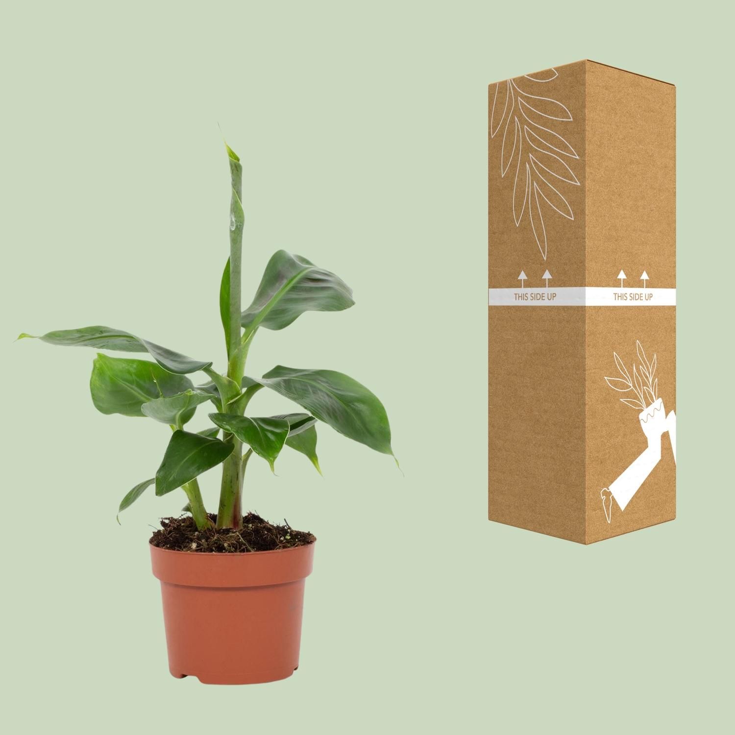 Musa Tropicana – Robuste Zimmerpflanze – Exotische Bananenstaude – Ideal für Zuhause
