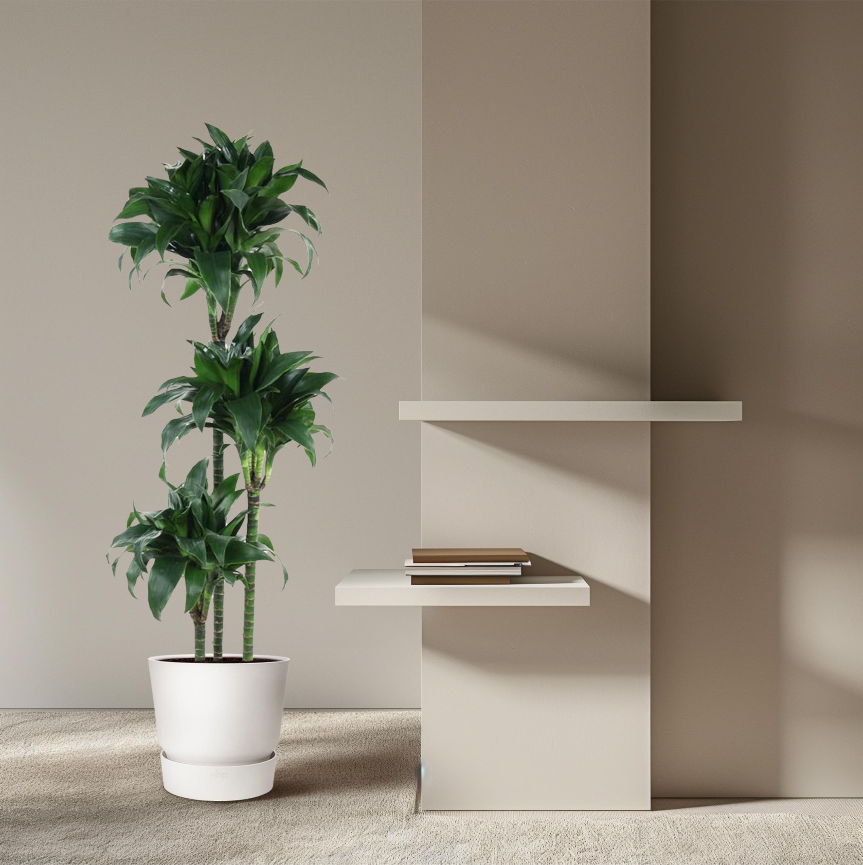 Dracaena Tatuade Zimmerpflanze