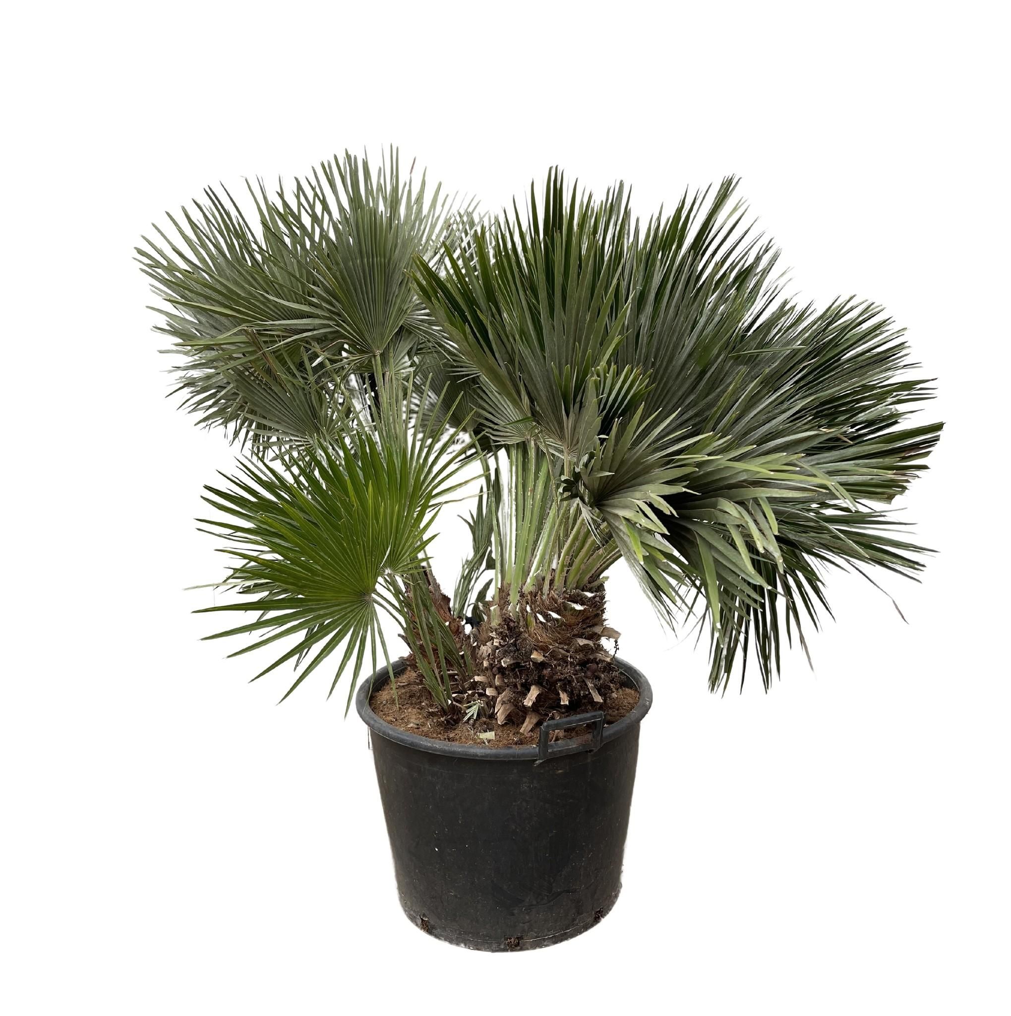 Chamaerops Humilis Zwergpalme
