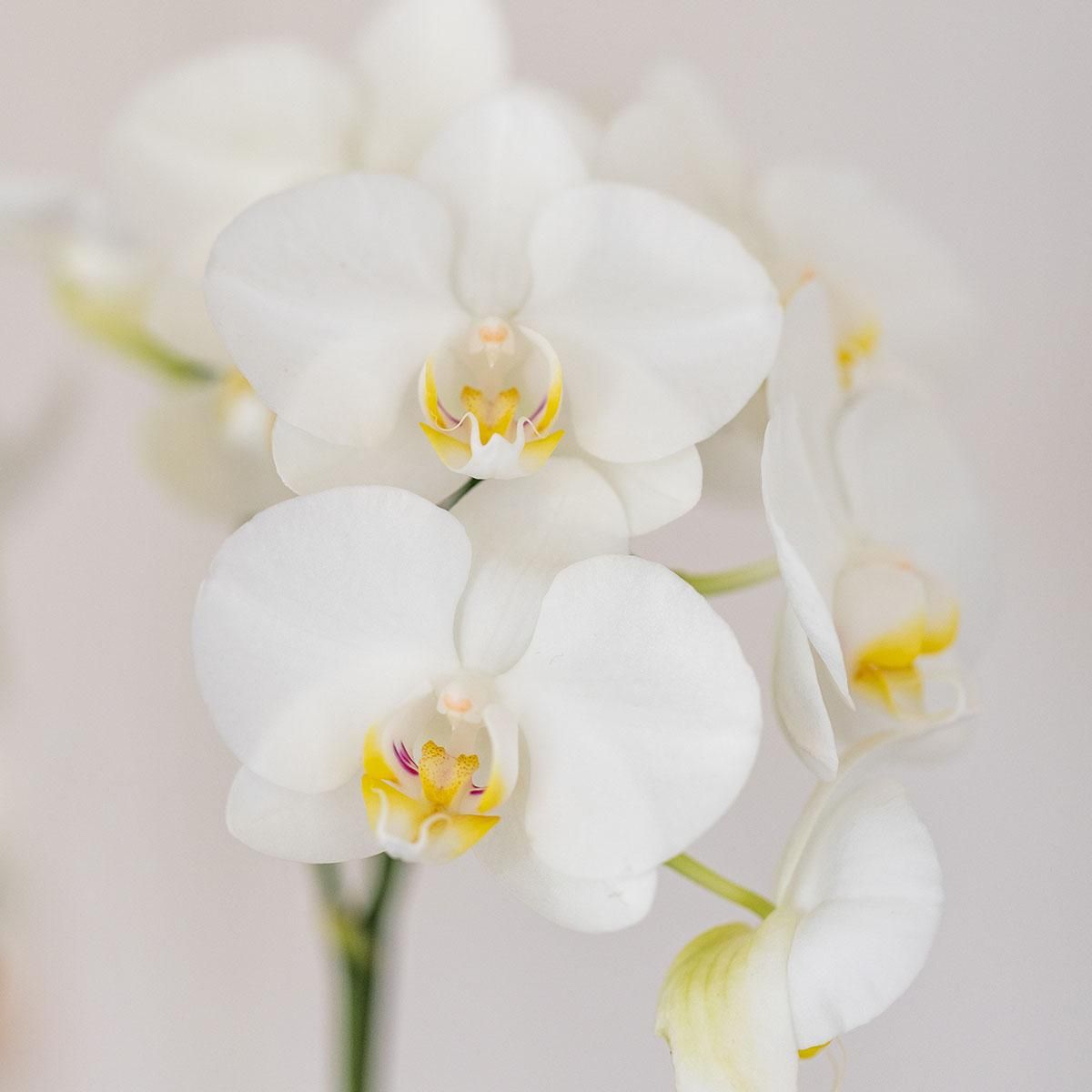 Phalaenopsis Amabilis Orchidee mit Sukkulente im weißen Duo-Dekotopf