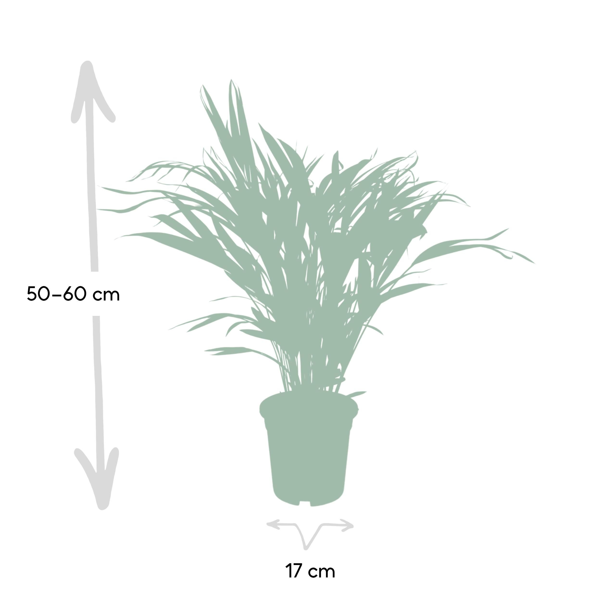 Areca-Palme Zimmerpflanze Dypsis Lutescens
