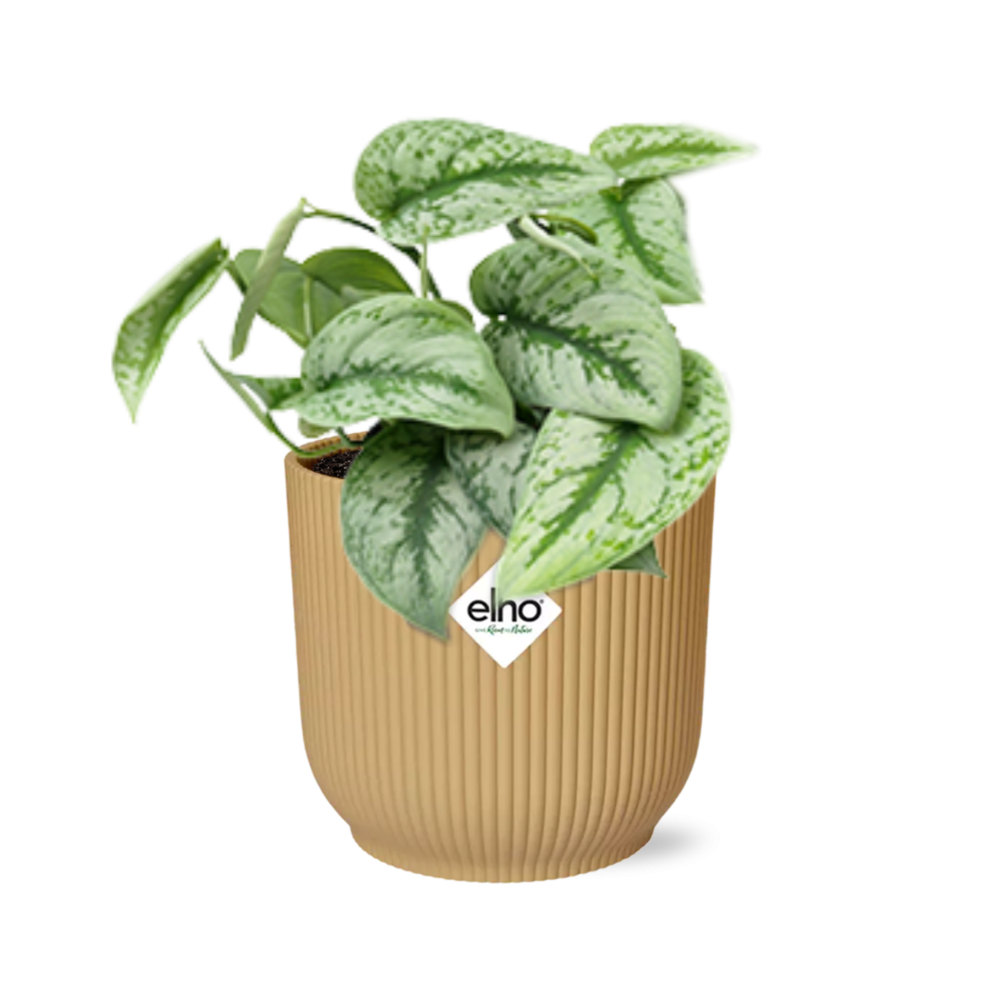Scindapsus Pictus 'Trebie' Pflanze