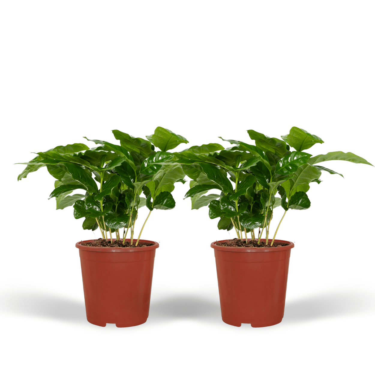 Coffea Arabica Kaffeepflanze im 2er-Set
