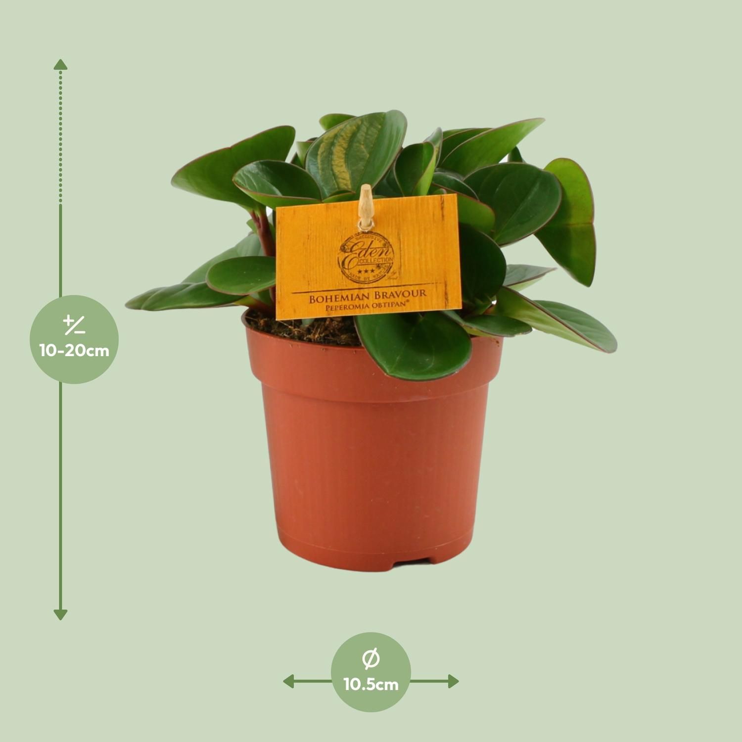 Peperomia Obtipan Zimmerpflanze mit glänzenden Blättern