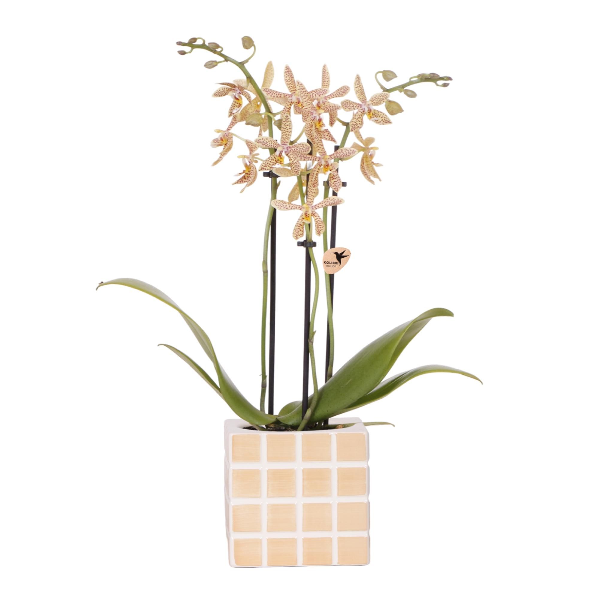 Orchidee 'Spider' Orange | Blühende Zimmerpflanze | Inkl. Ziertopf | Topfgröße Ø9cm