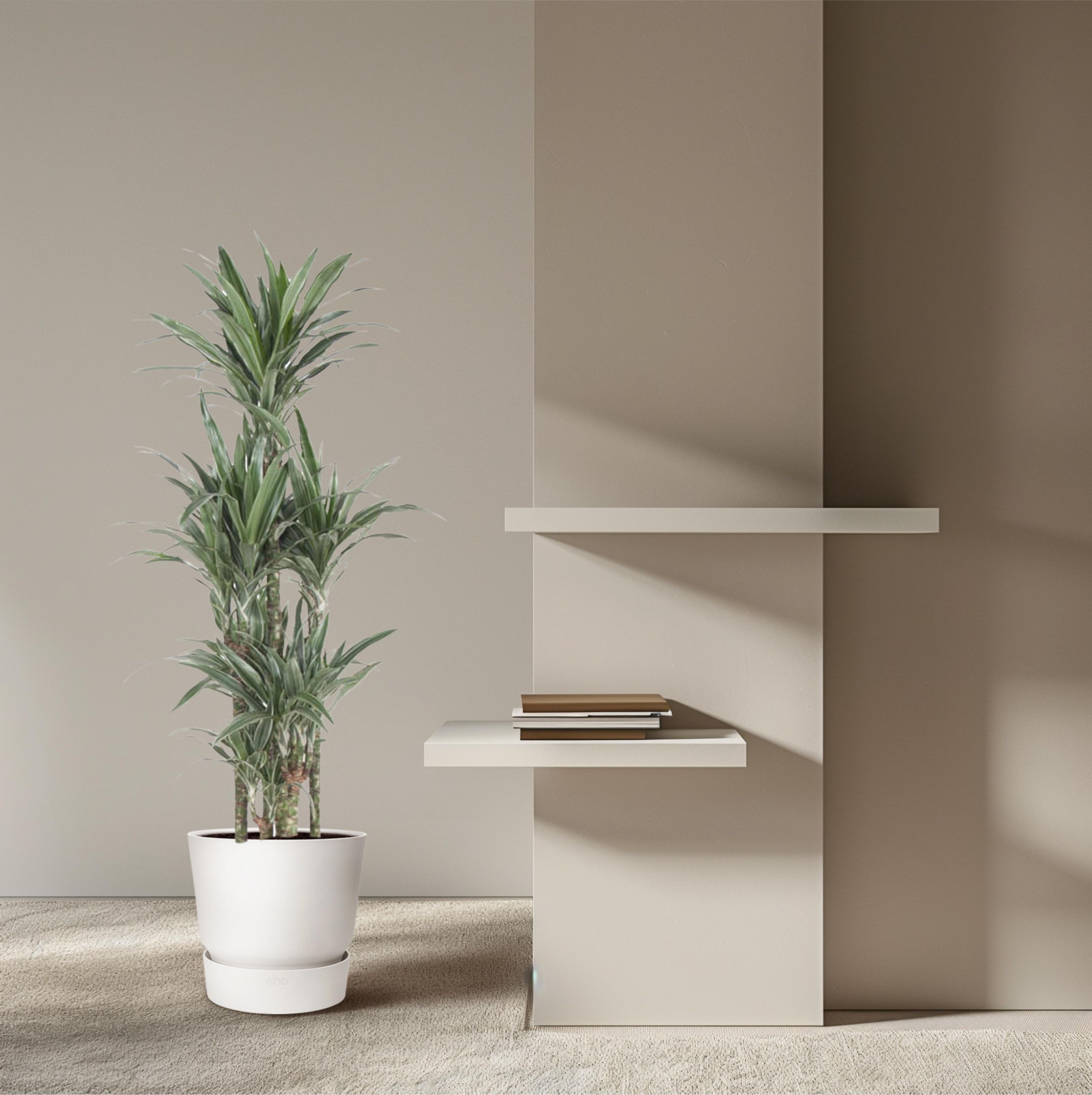 Dracaena Warneckei - Stilvolle Zimmerpflanze