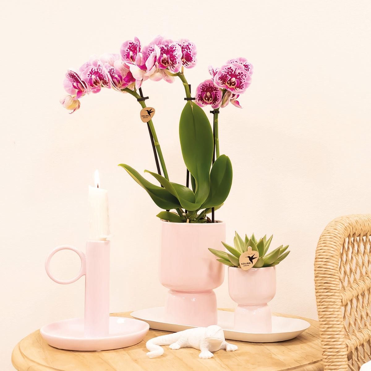 Phalaenopsis Orchidee Diamond Linie