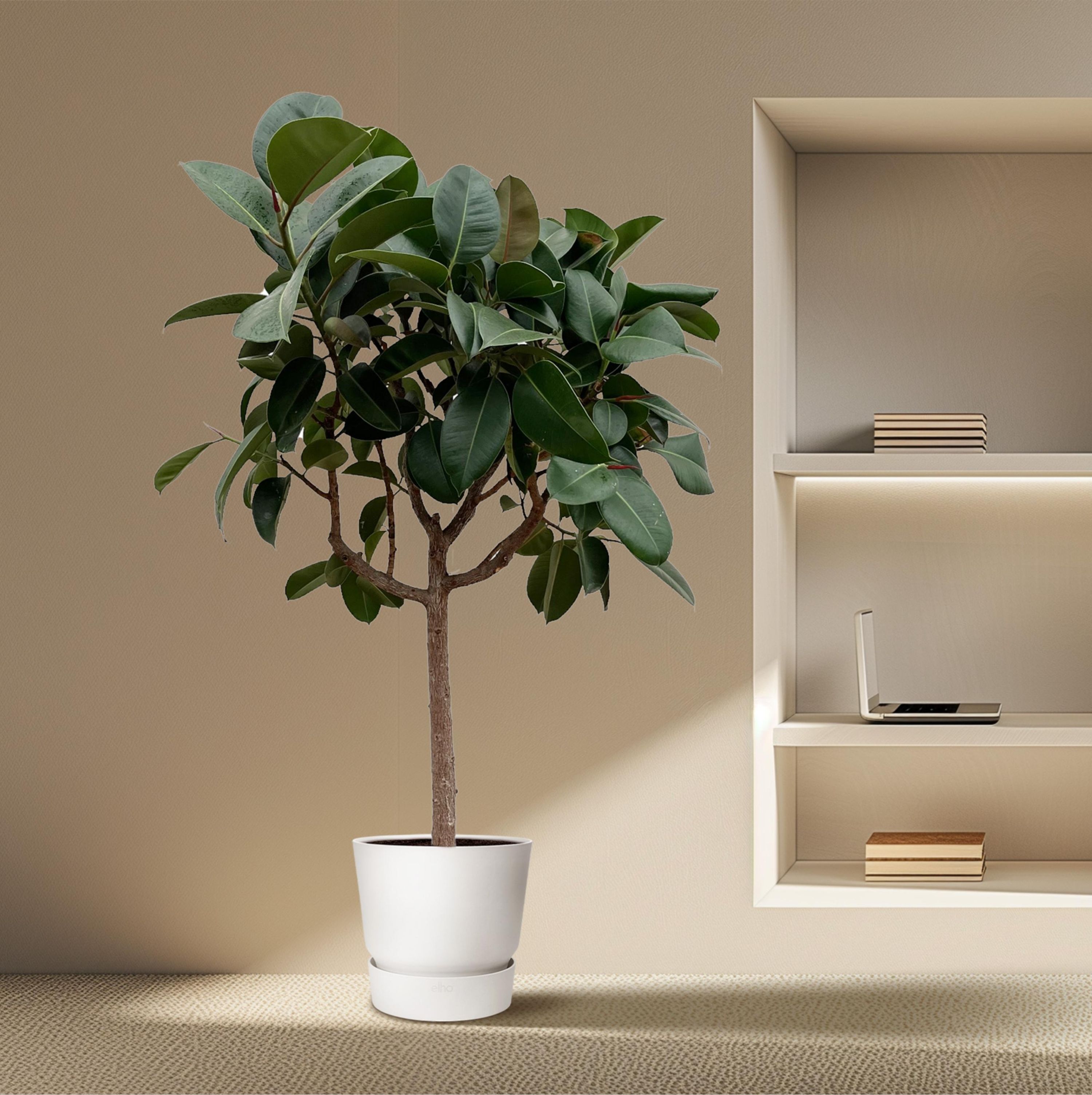 Ficus Elastica Robusta auf Stamm