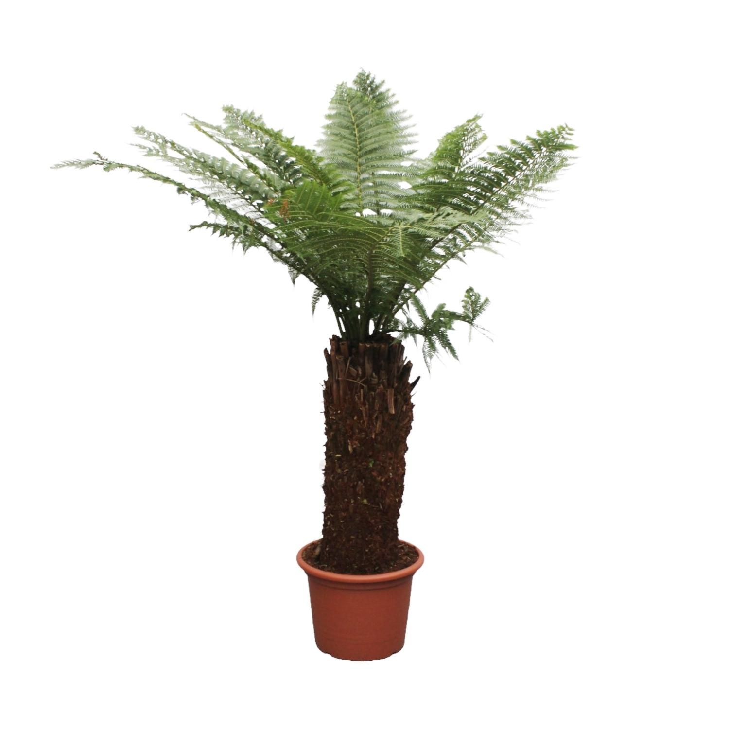 Dicksonia Antarctica Farn - Eindrucksvoller Zimmerfarn