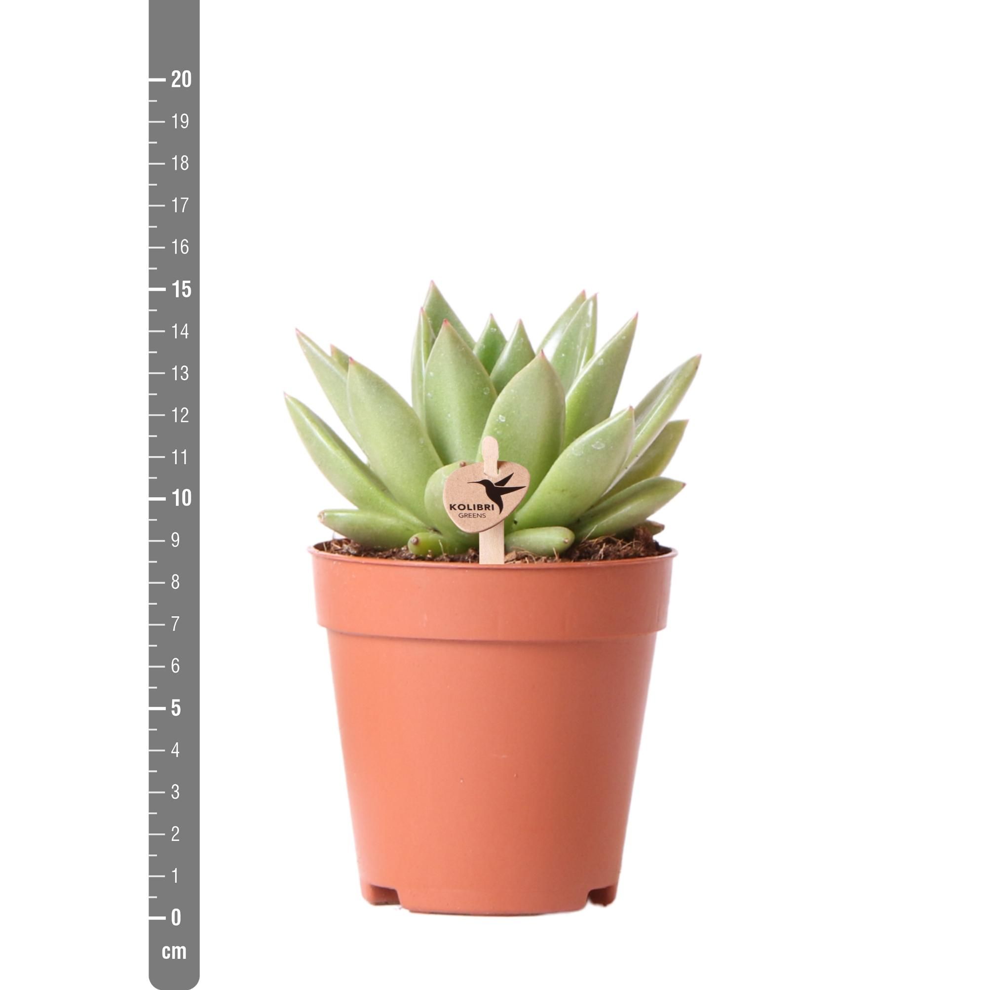Echeveria Miranda Sukkulente Zimmerpflanze