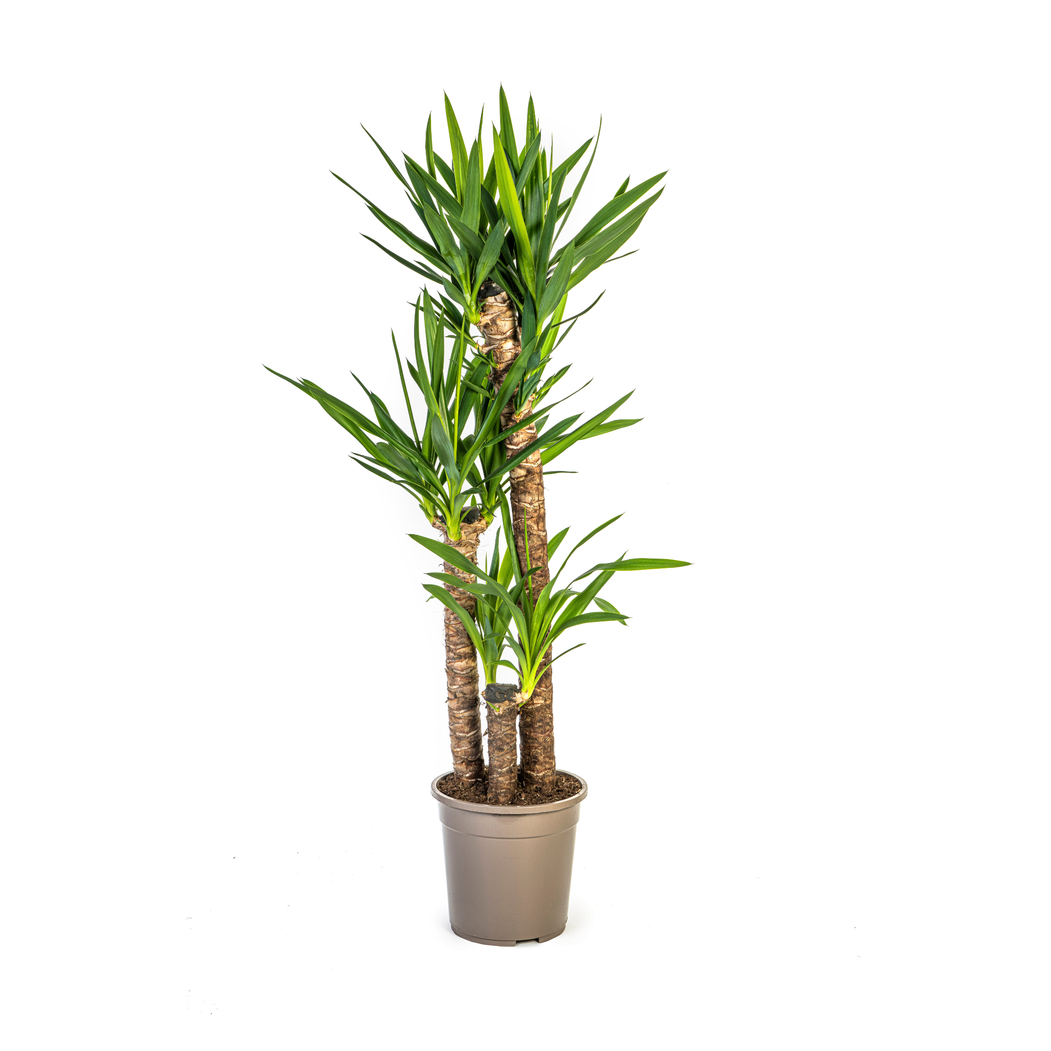 Yucca Elephantipes Ø24cm – 120-140cm Wuchshöhe