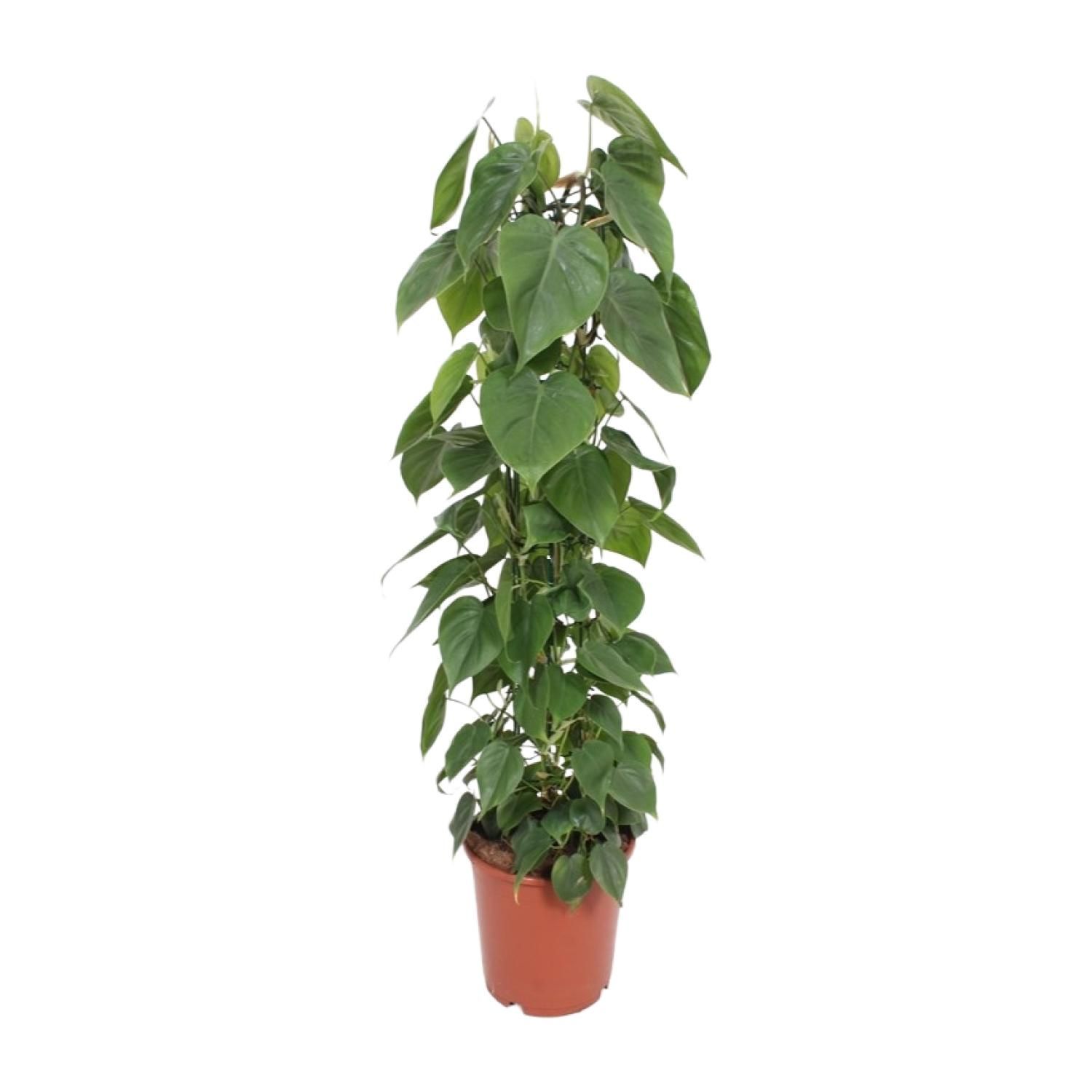 Philodendron Scandens Kletterpflanze