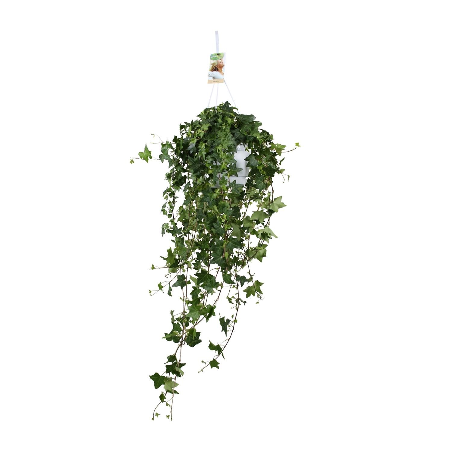 Efeu Hedera Helix - Hängepflanze mit üppigem Grün