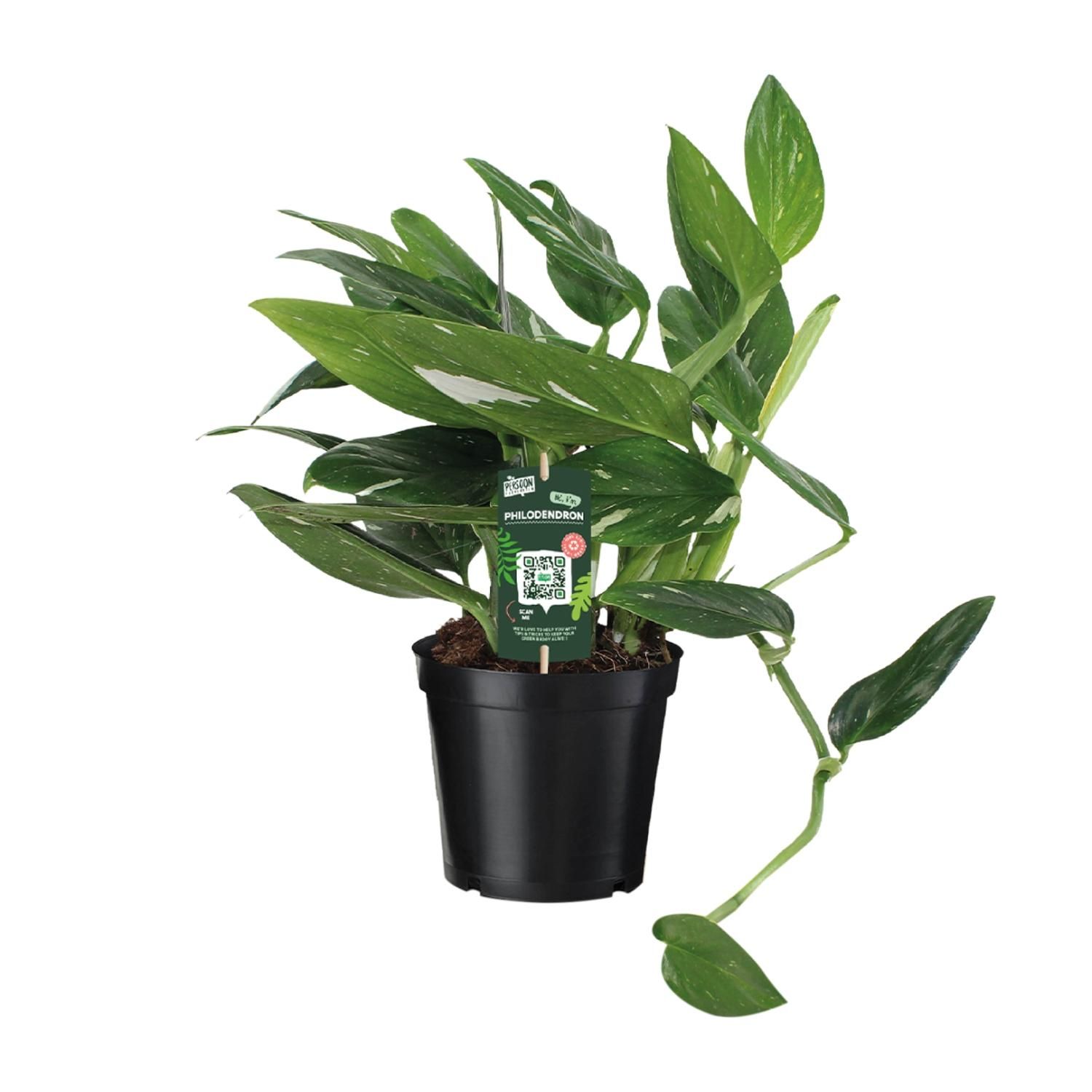Philodendron Cobra – Luftreinigende Zimmerpflanze mit glänzendem Laub