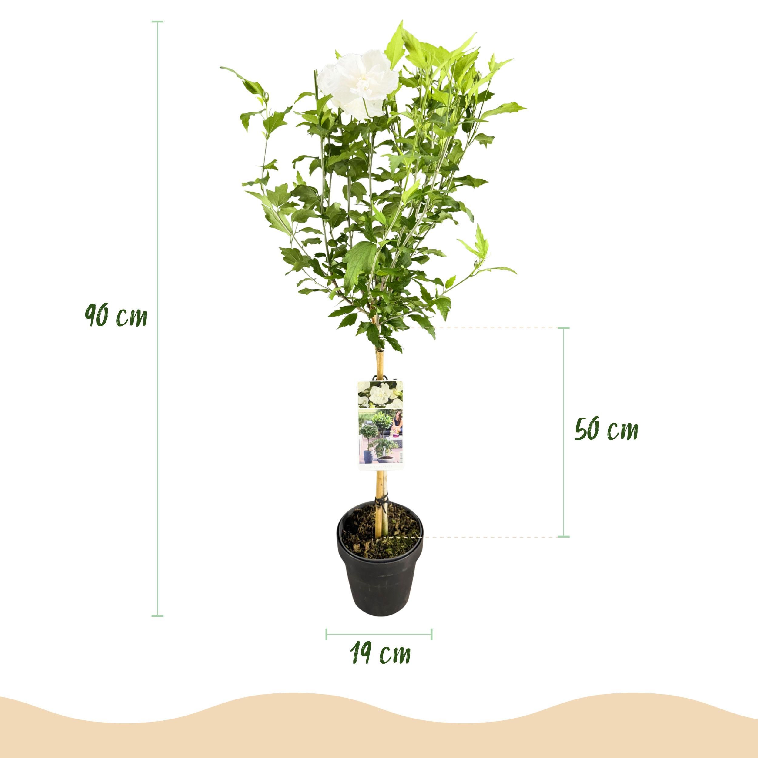 Gartenpflanze Hibiscus syriacus White Chiffon® – Stamm-Pflanze – Wenig Pflege | Topf 19cm Höhe 90cm