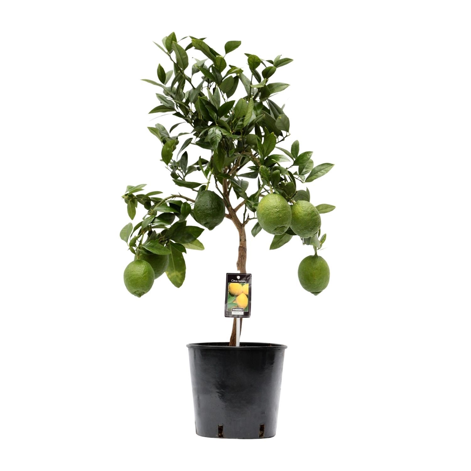 Zitronenpflanze Citrus Lemon