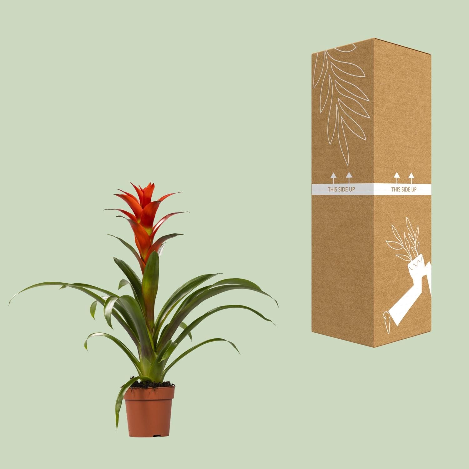 Guzmania Ostara Zimmerpflanze