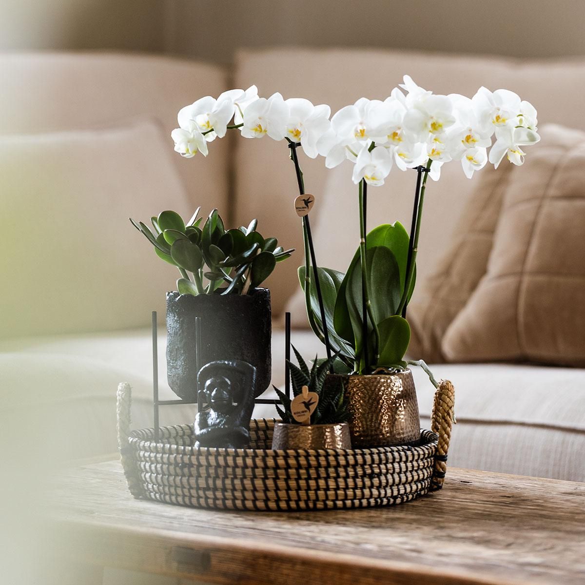 Phalaenopsis Orchidee Geschenkset Home Hub mit Grünpflanzen