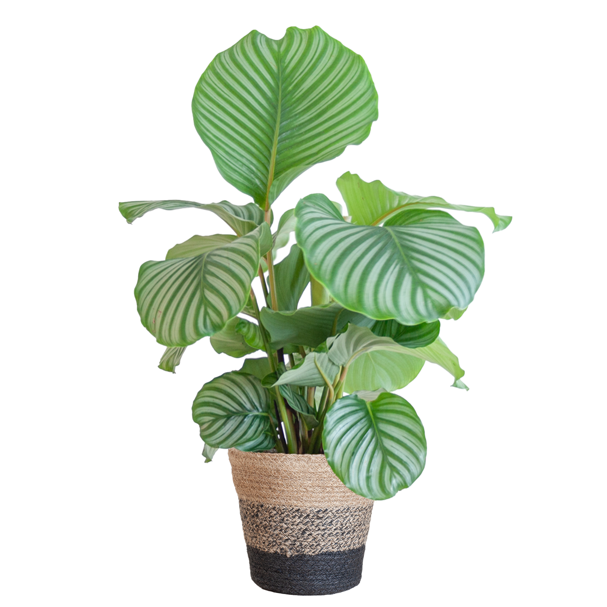 Calathea Orbifolia Zimmerpflanze mit Lissabon Korb