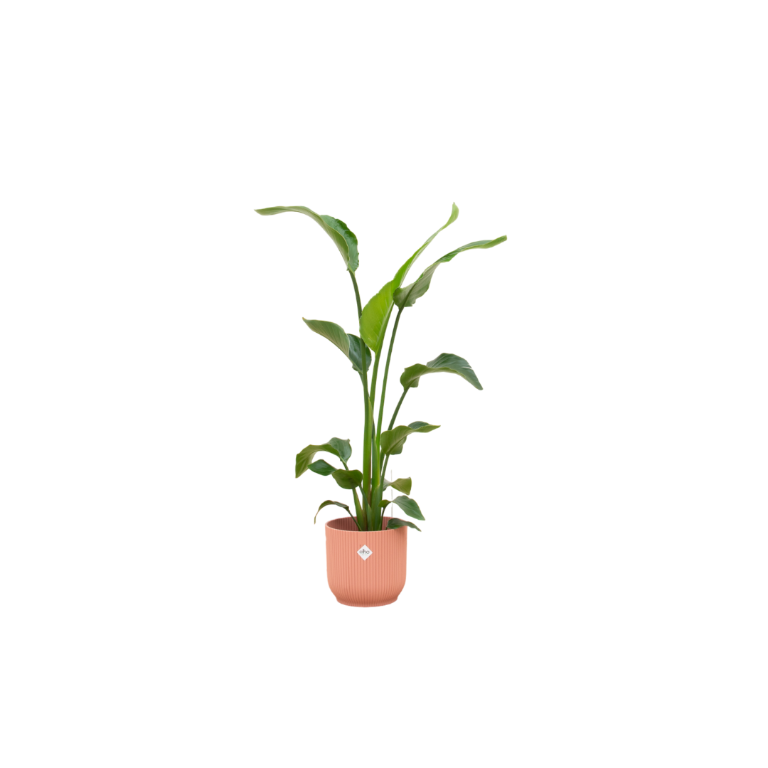 Strelitzia Nicolai exotische Zimmerpflanze mit Übertopf