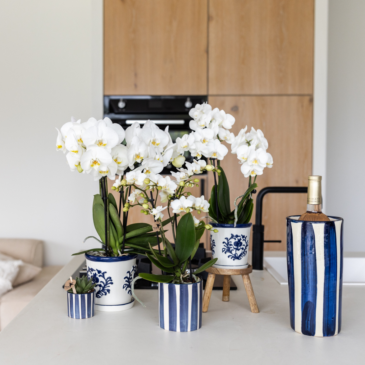 Phalaenopsis Orchidee Vienna mit Painted Stripe Topf