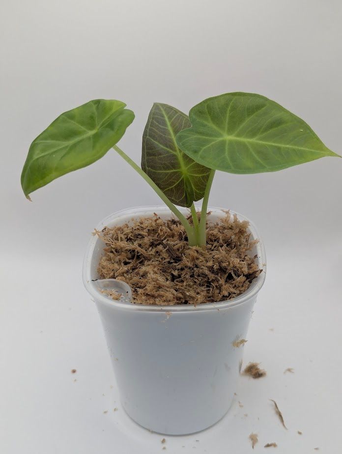 Alocasia Odora Regal Shields