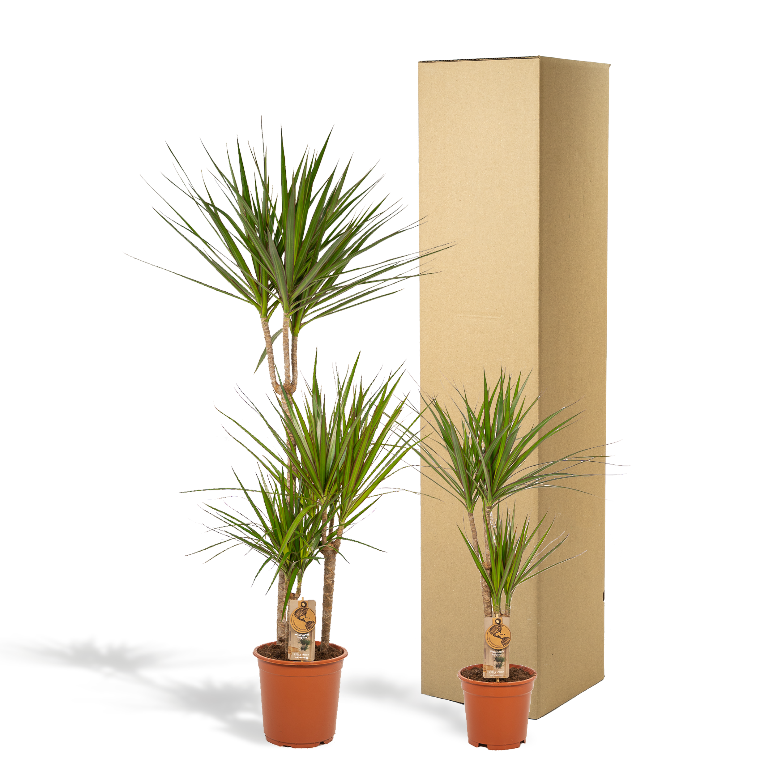 Dracaena Zimmerpflanzen Set – Drachenbäume für Wohnräume