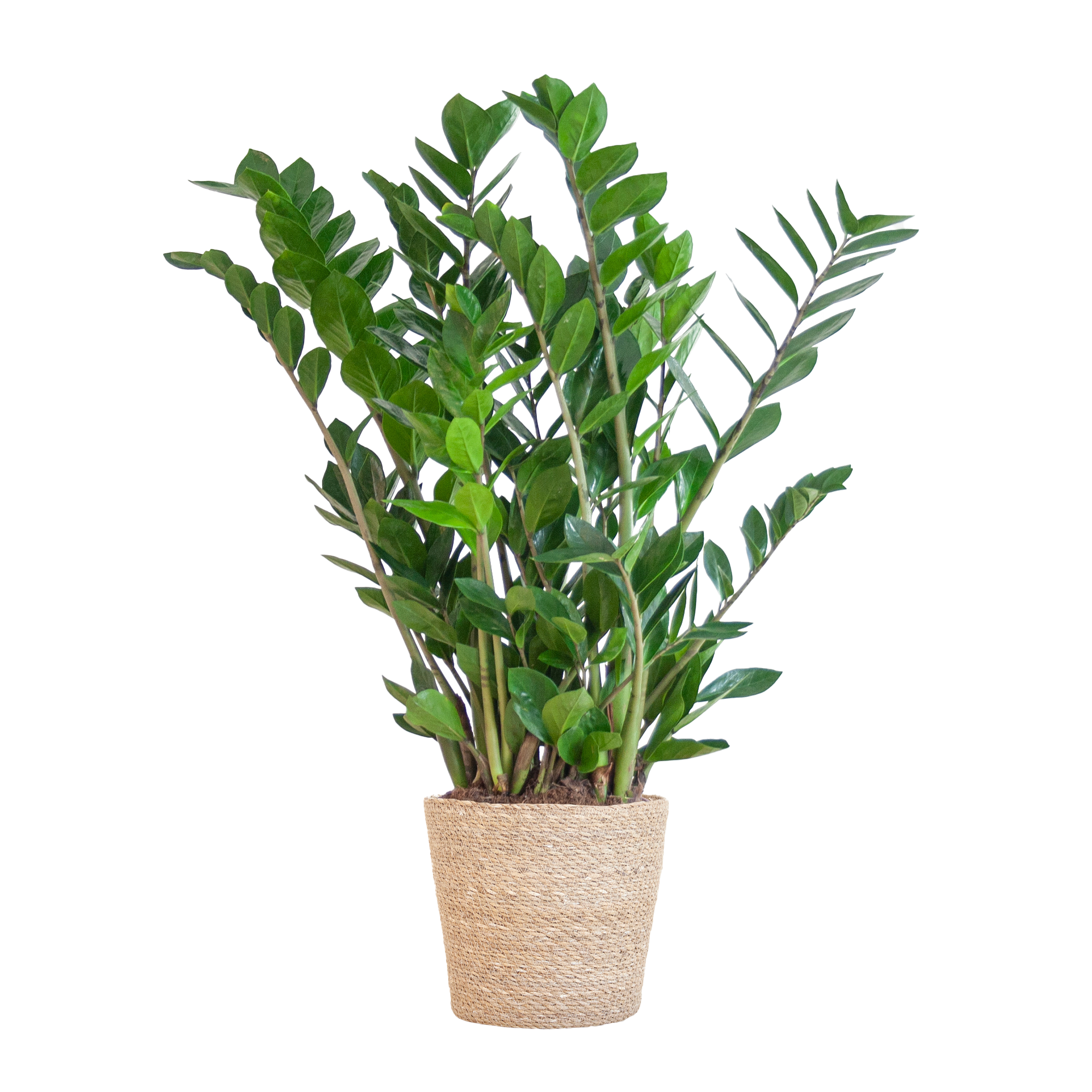 Zamioculcas Zamiifolia mit Korb – 80cm – Ø21