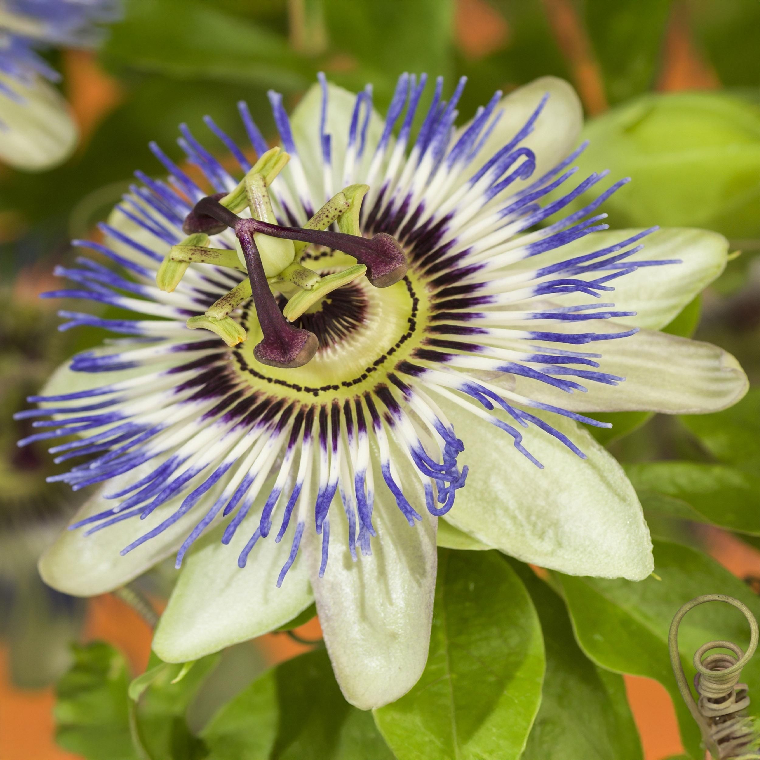 Passionsblume Passiflora caerulea – Blaue Blüte – Pflegeleicht – 2 Pflanzen