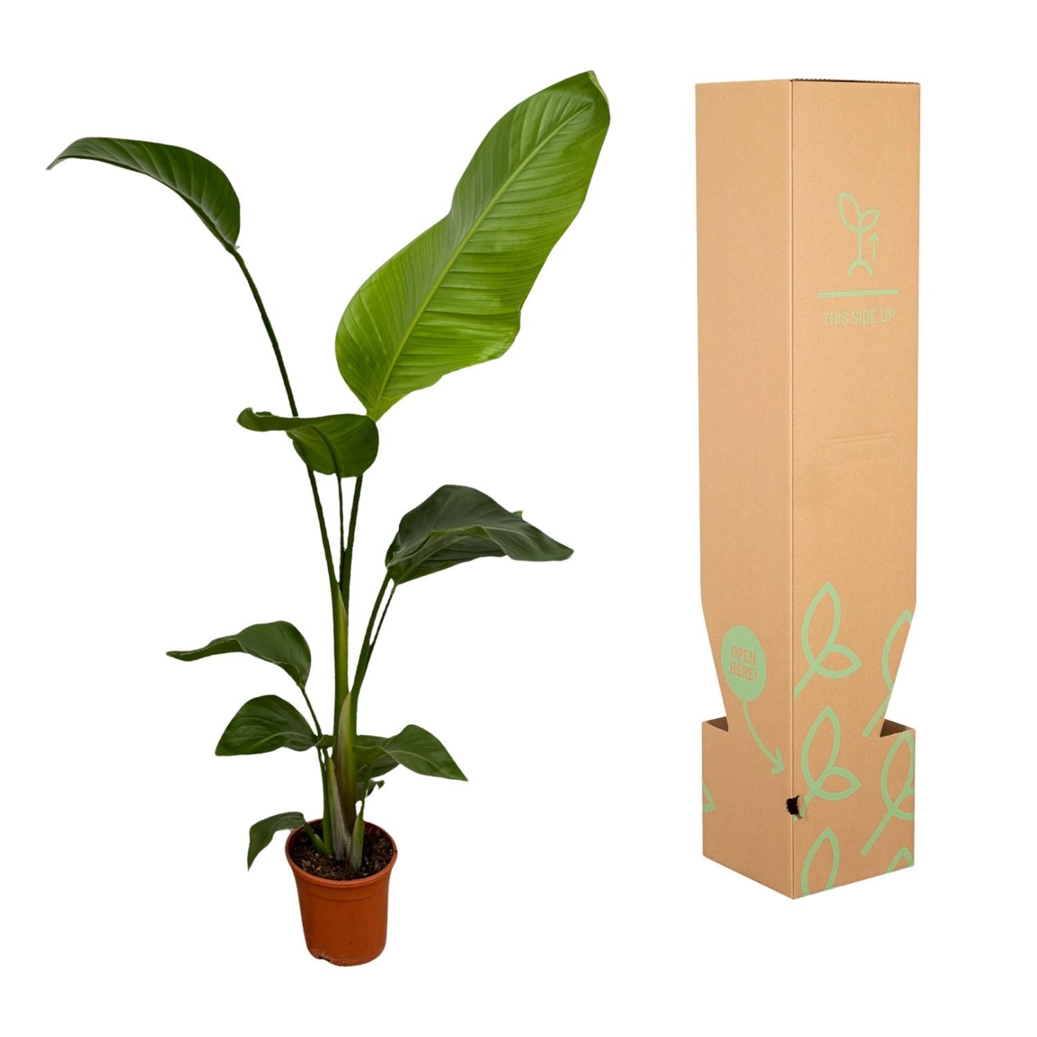 Strelitzia Nicolai | 2er-Set | 100 cm hoch | Ø17 Topf